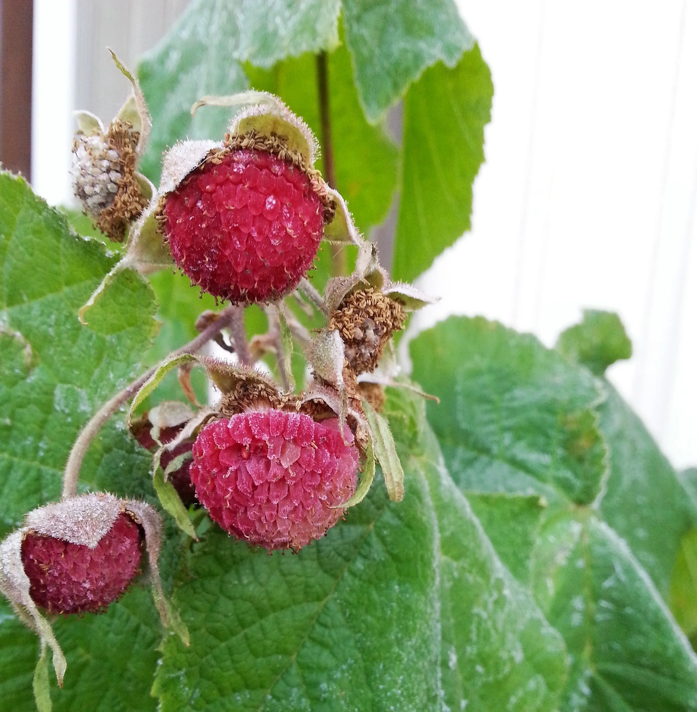 20 PURPLE FLOWERING RASPBERRY Thornless Edible Rubus Odoratus Fruit Berry Seeds - Image 9