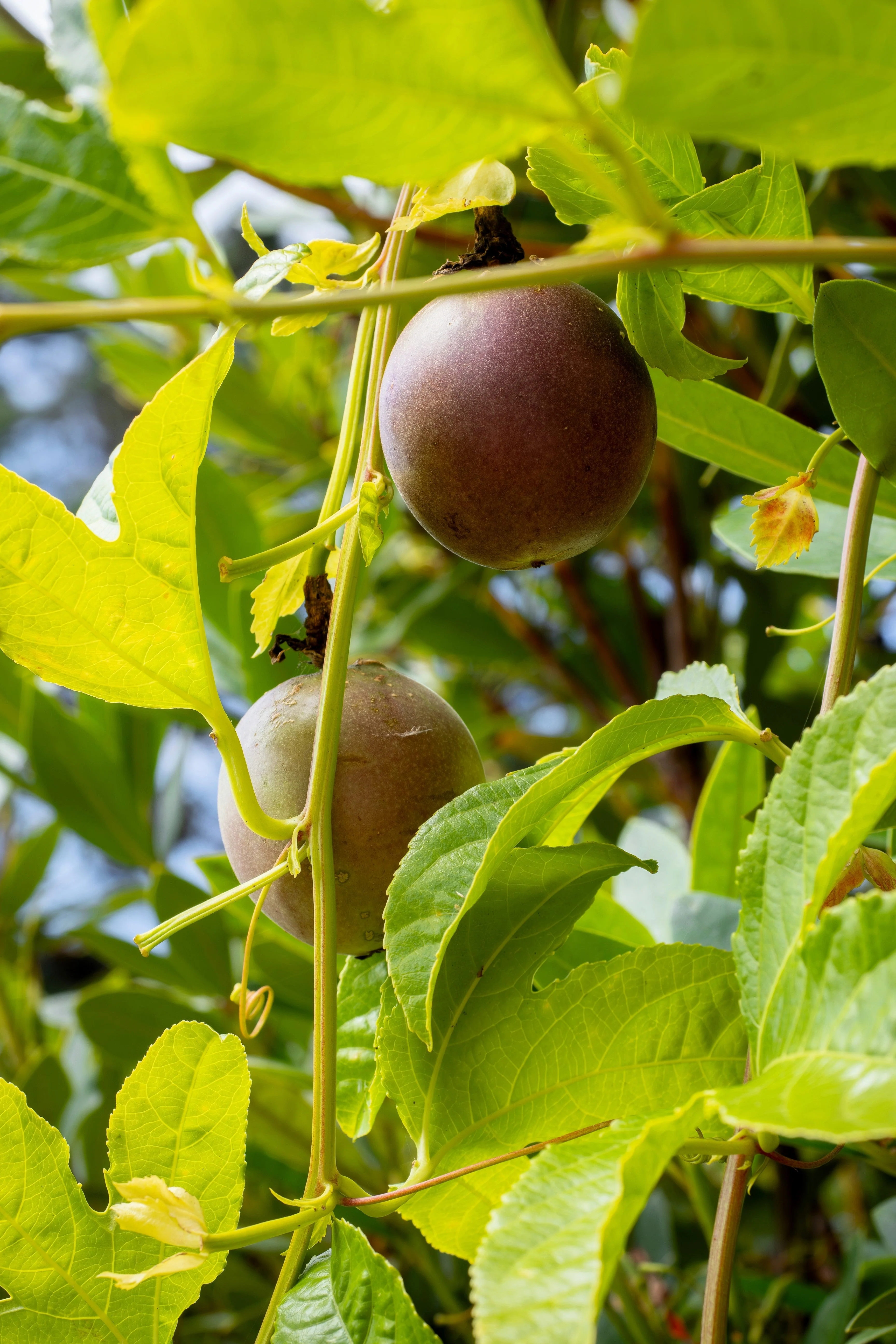 20 PURPLE PASSION FRUIT Passionflower Granadilla Passiflora Edulis Flower Vine Seeds - Image 4