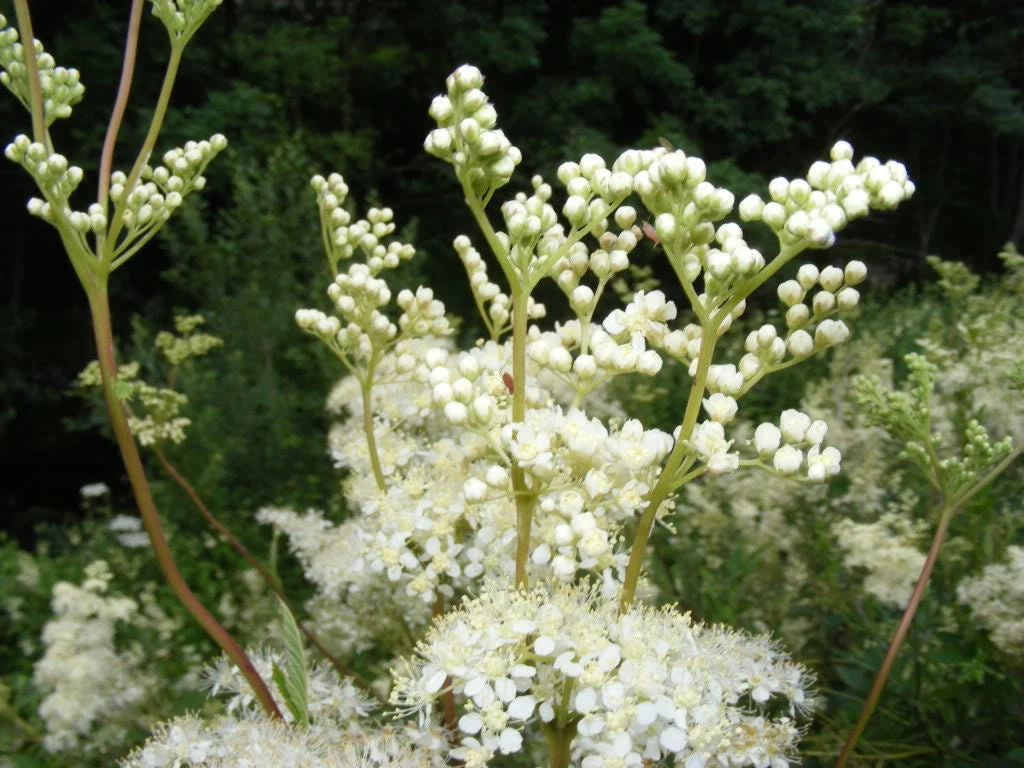 20 QUEEN of the MEADOW Filipendula Ulmaria Meadowsweet Native Prairie Fragrant White Flower Seeds - Image 7
