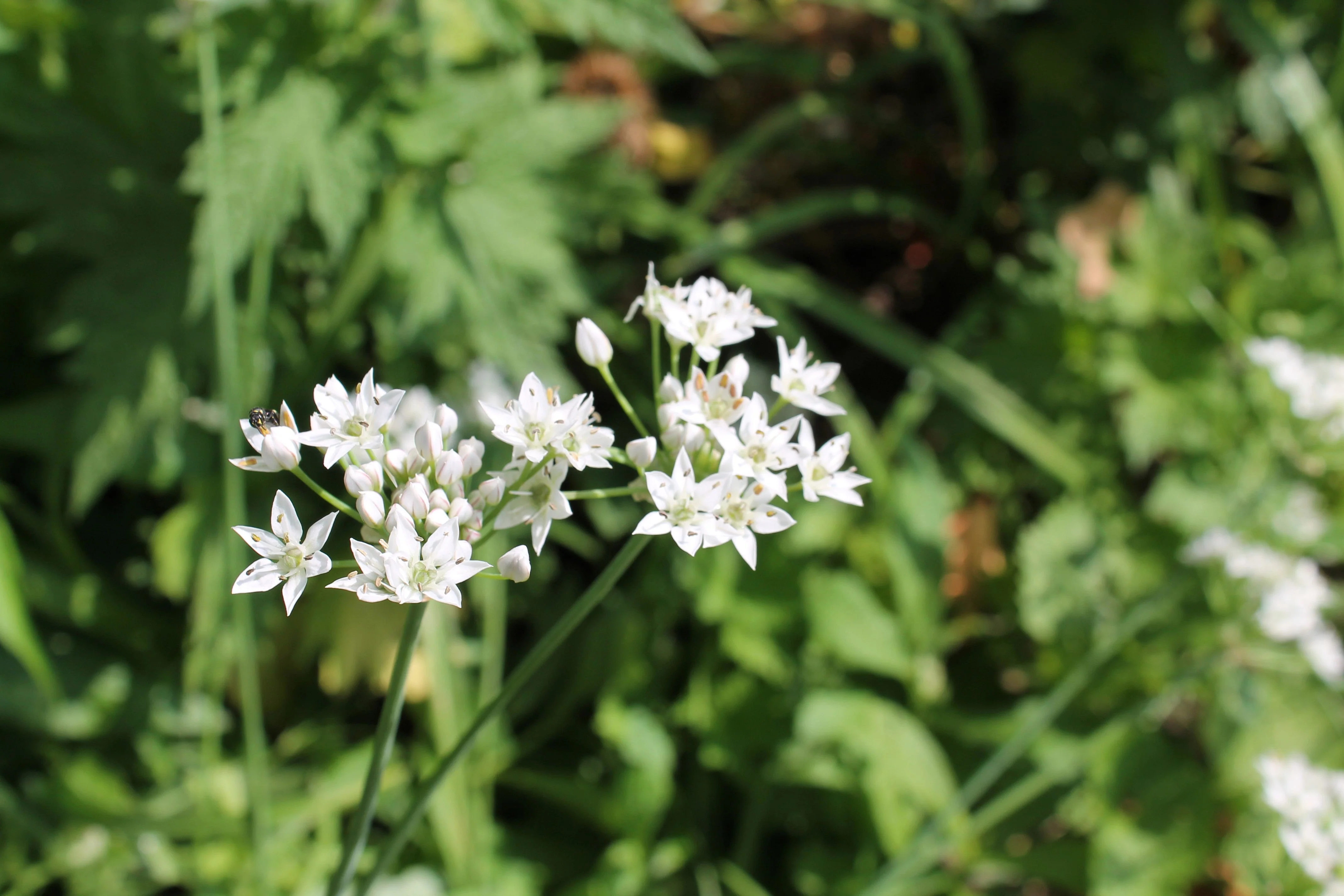 20 RAMP / WILD LEEK Allium Tricoccum Ramps Vegetable Herb White Shade Flower Seeds - Image 8