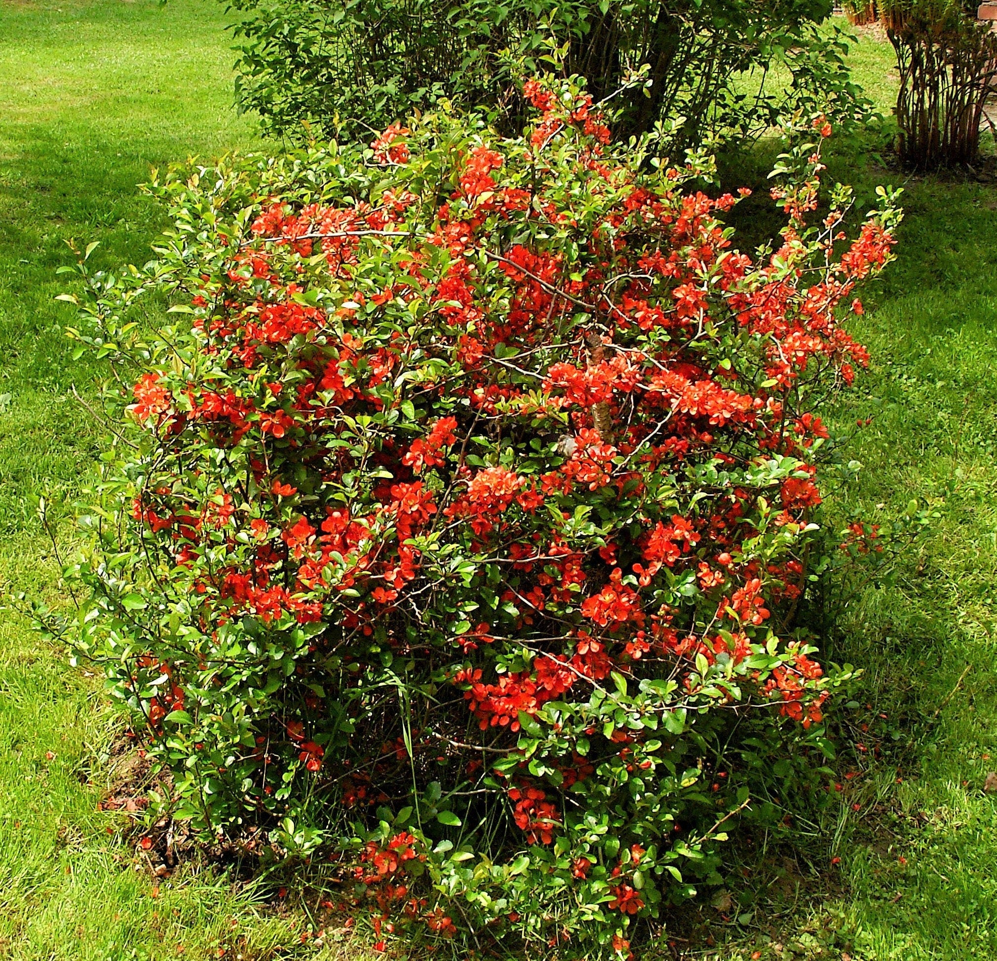 20 Red Flowering DWARF QUINCE Shrub Fruit Chaenomeles Japonica Scarlet Seeds - Image 7