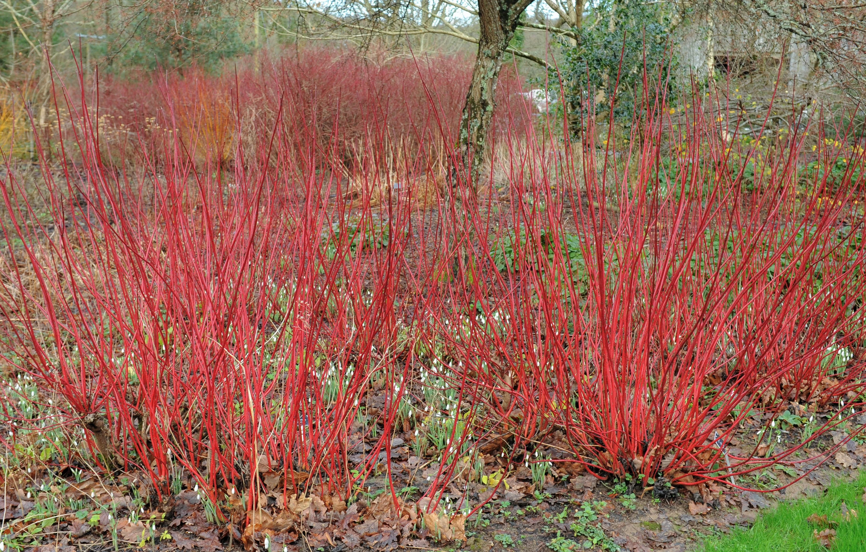 20 RED TWIG DOGWOOD American Red Osier Shrub White Flower Cornus Sericea Seeds - Image 7