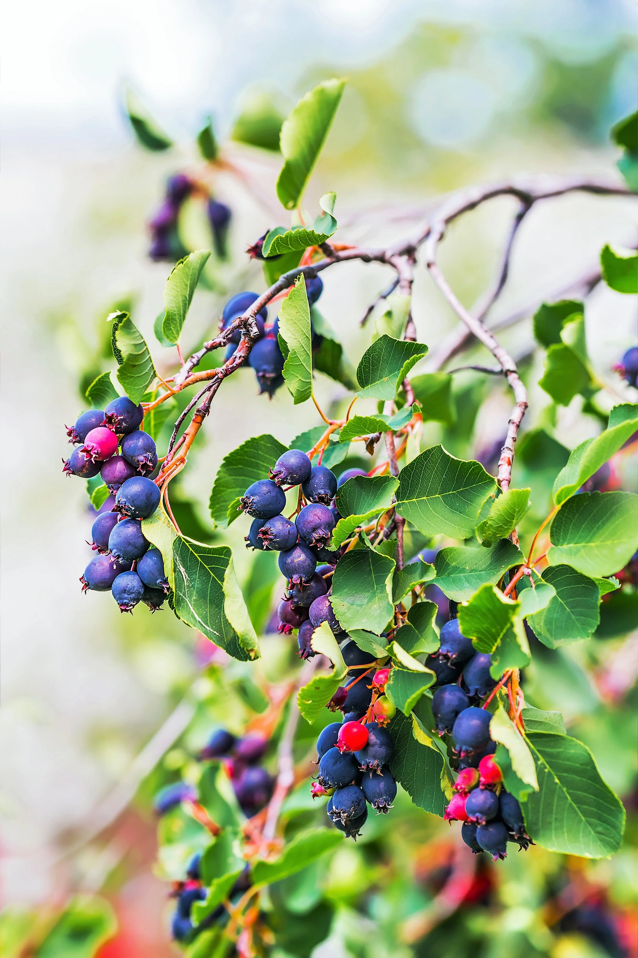 20 SASKATOON SERVICEBERRY aka Western, Pacific, Juneberry, Shadbush Amelanchier Alnifolia Native Edible Purple Berry Fruit White Flower Shrub Seeds - Image 4