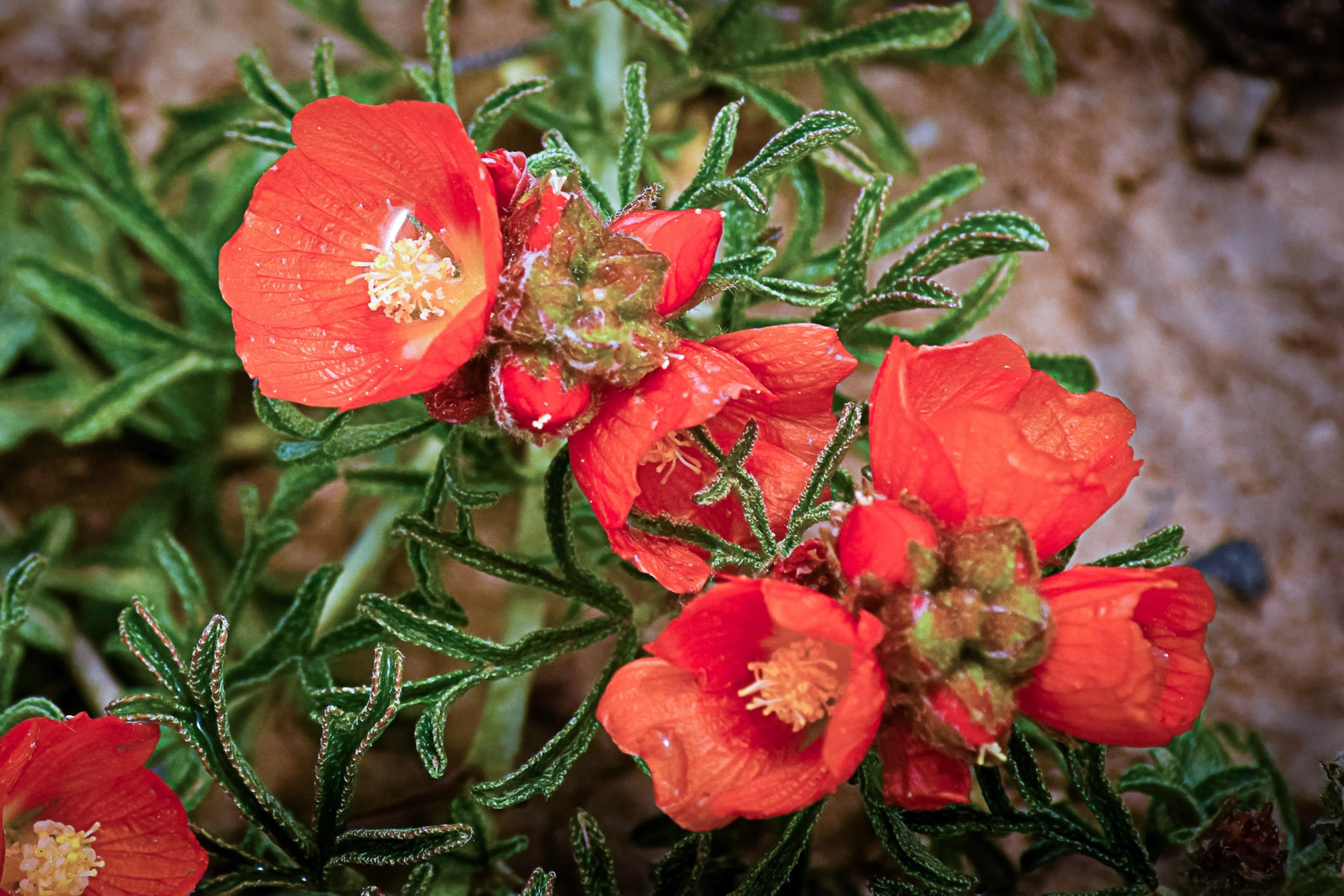 20 SCARLET GLOBEMALLOW Sphaeralcea Coccinea Cowboy's Delight Native Red Prairie Mallow Flower Seeds - Image 3