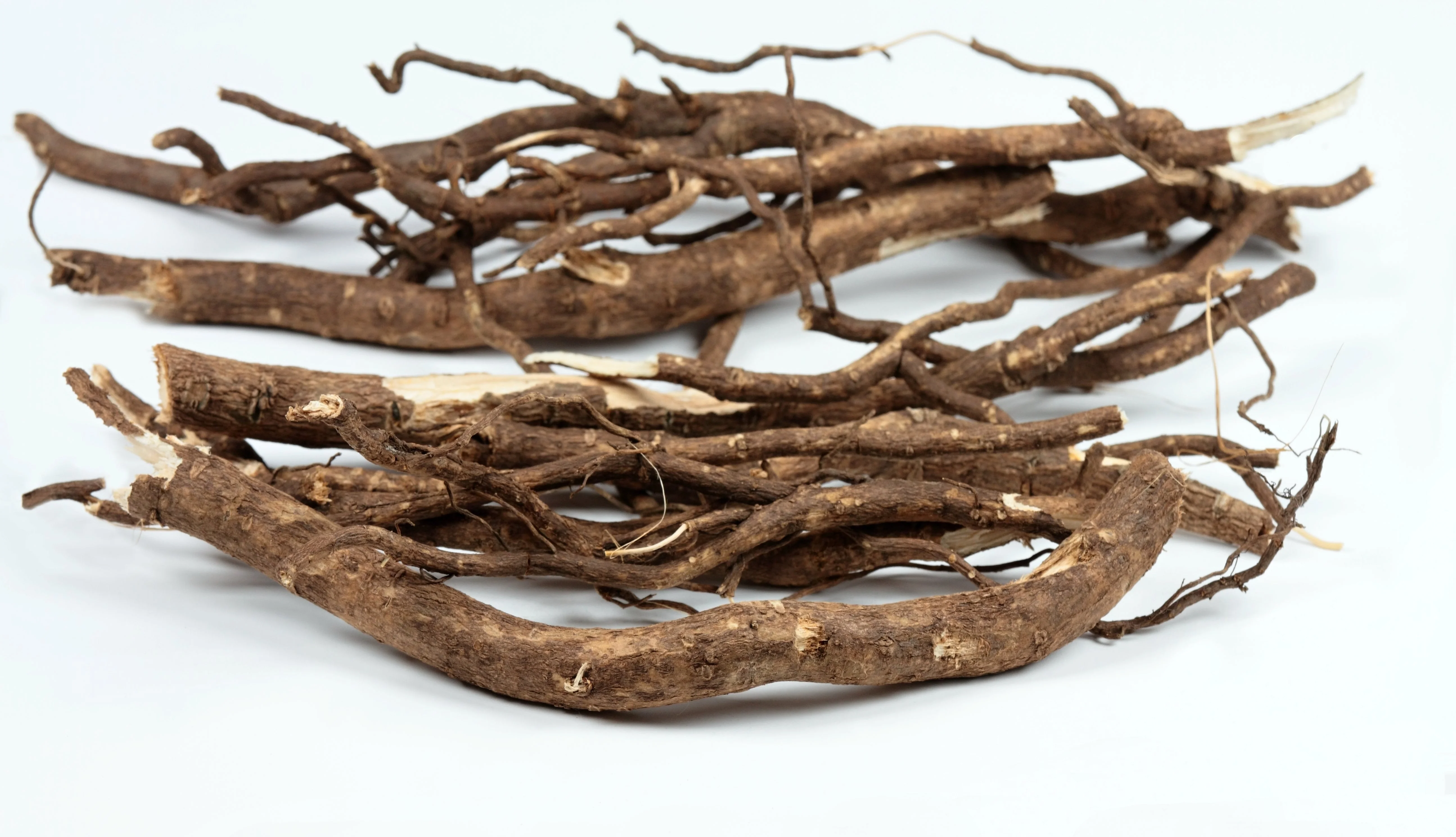 20 SIBERIAN GINSENG Eleutherococcus Senticosus Ci Wu Jia Herb Shrub Seeds - Image 3