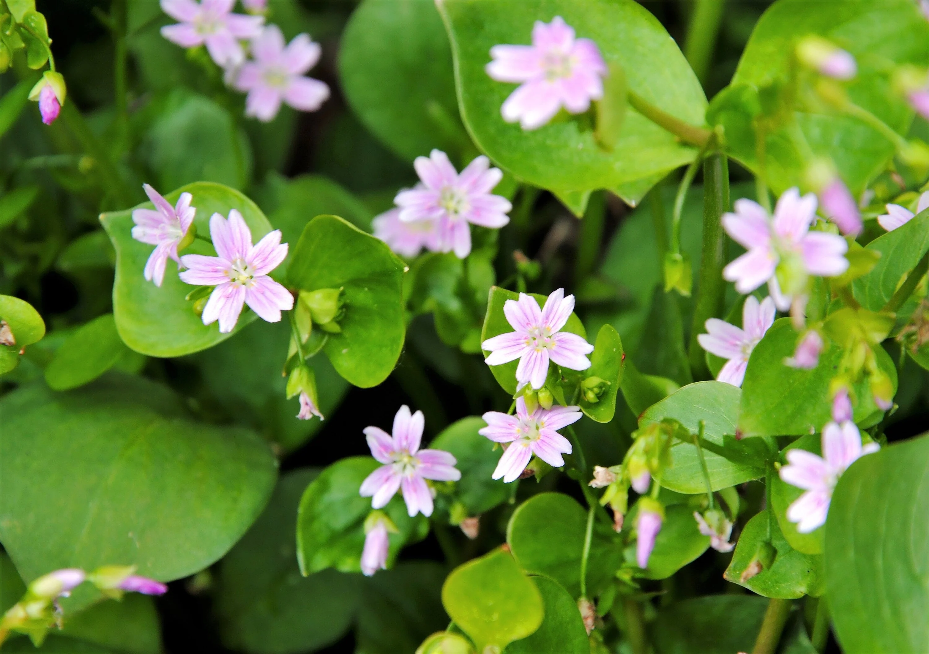 20 SIBERIAN SPRING BEAUTY Claytonia Sibirica aka Candy Flower, Pink Purslane, Siberian Miner's Lettuce Pink Striped Shade Flower Native Herb Seeds - Image 3