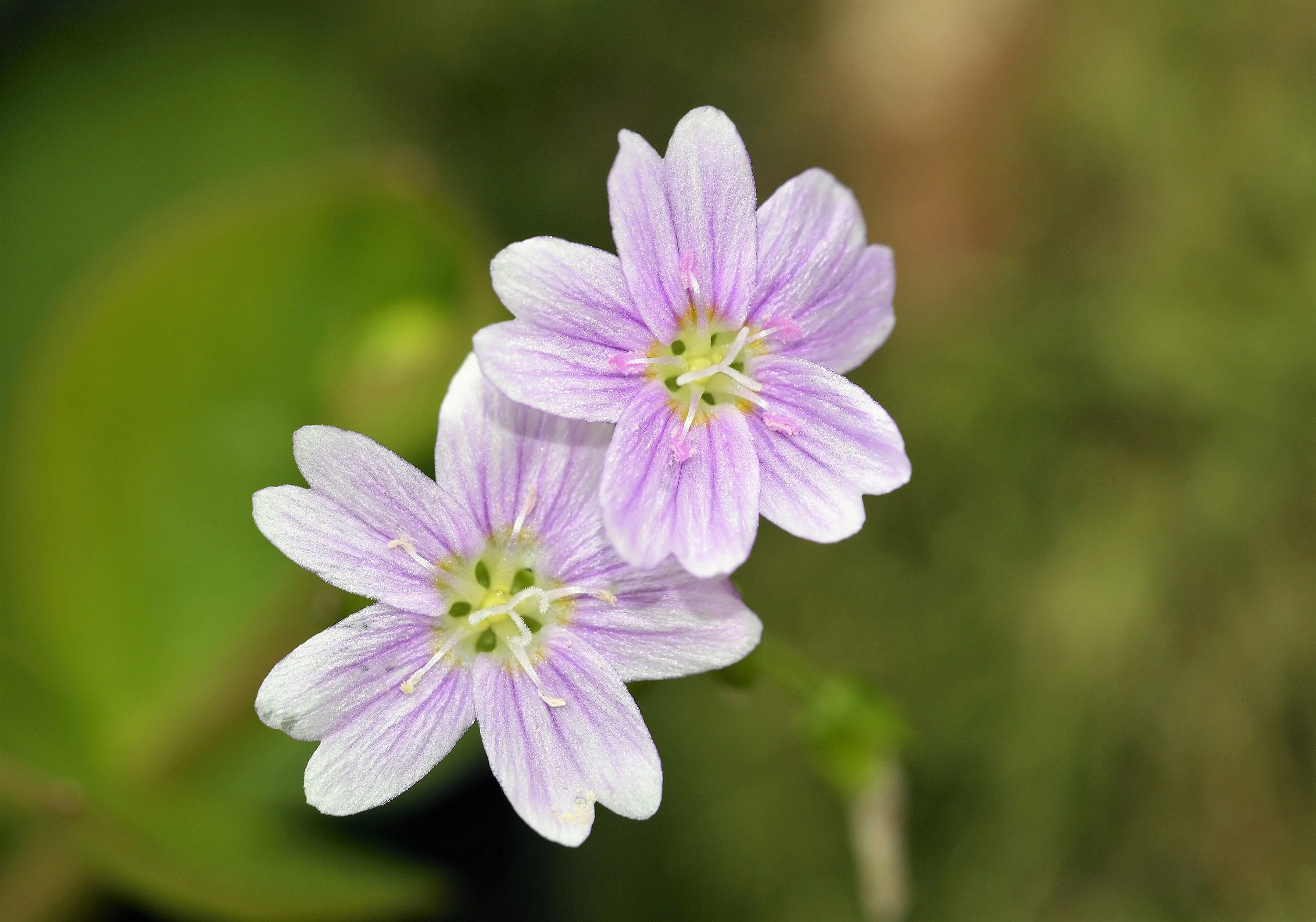 20 SIBERIAN SPRING BEAUTY Claytonia Sibirica aka Candy Flower, Pink Purslane, Siberian Miner's Lettuce Pink Striped Shade Flower Native Herb Seeds - Image 4