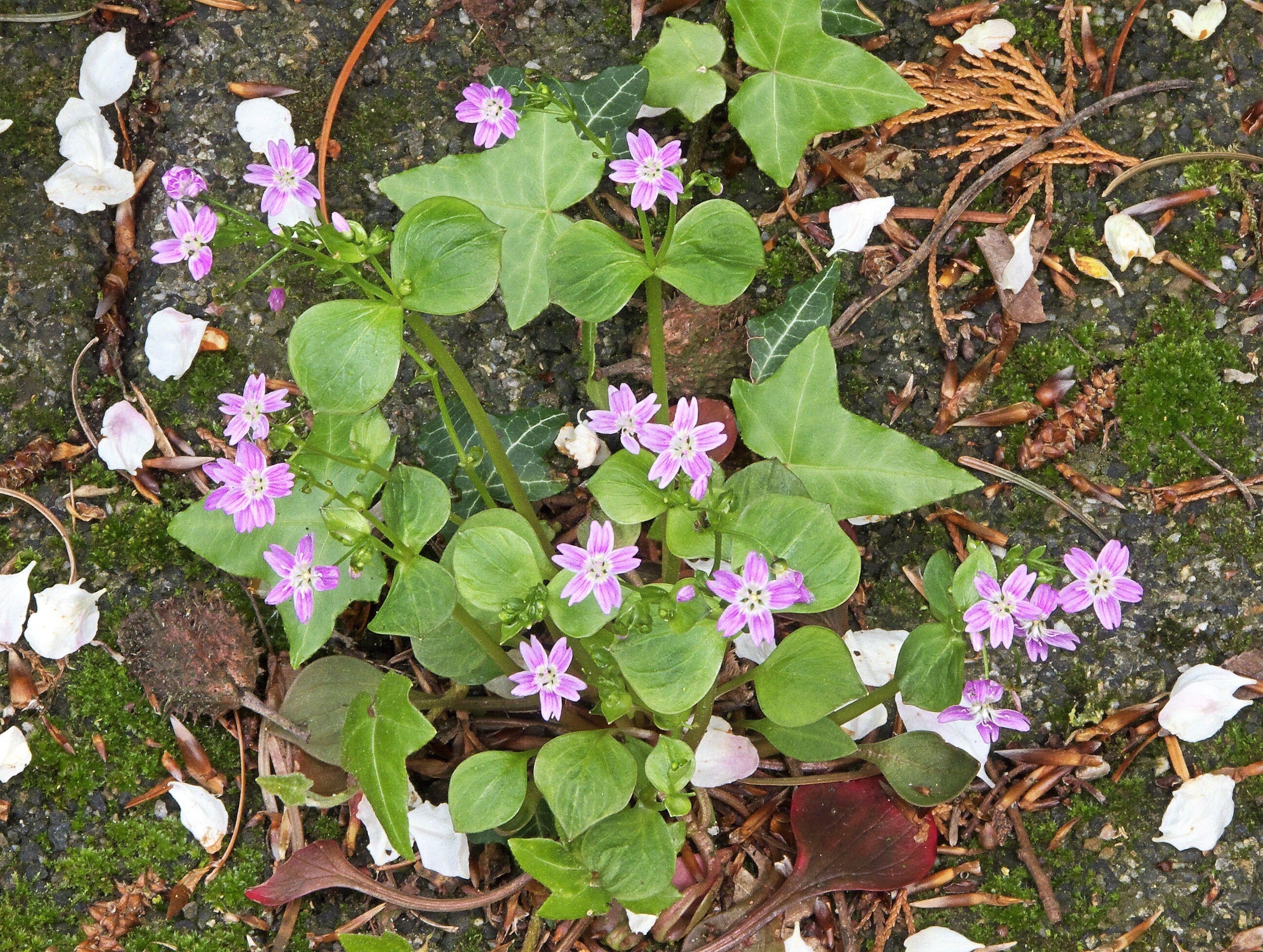 20 SIBERIAN SPRING BEAUTY Claytonia Sibirica aka Candy Flower, Pink Purslane, Siberian Miner's Lettuce Pink Striped Shade Flower Native Herb Seeds - Image 7