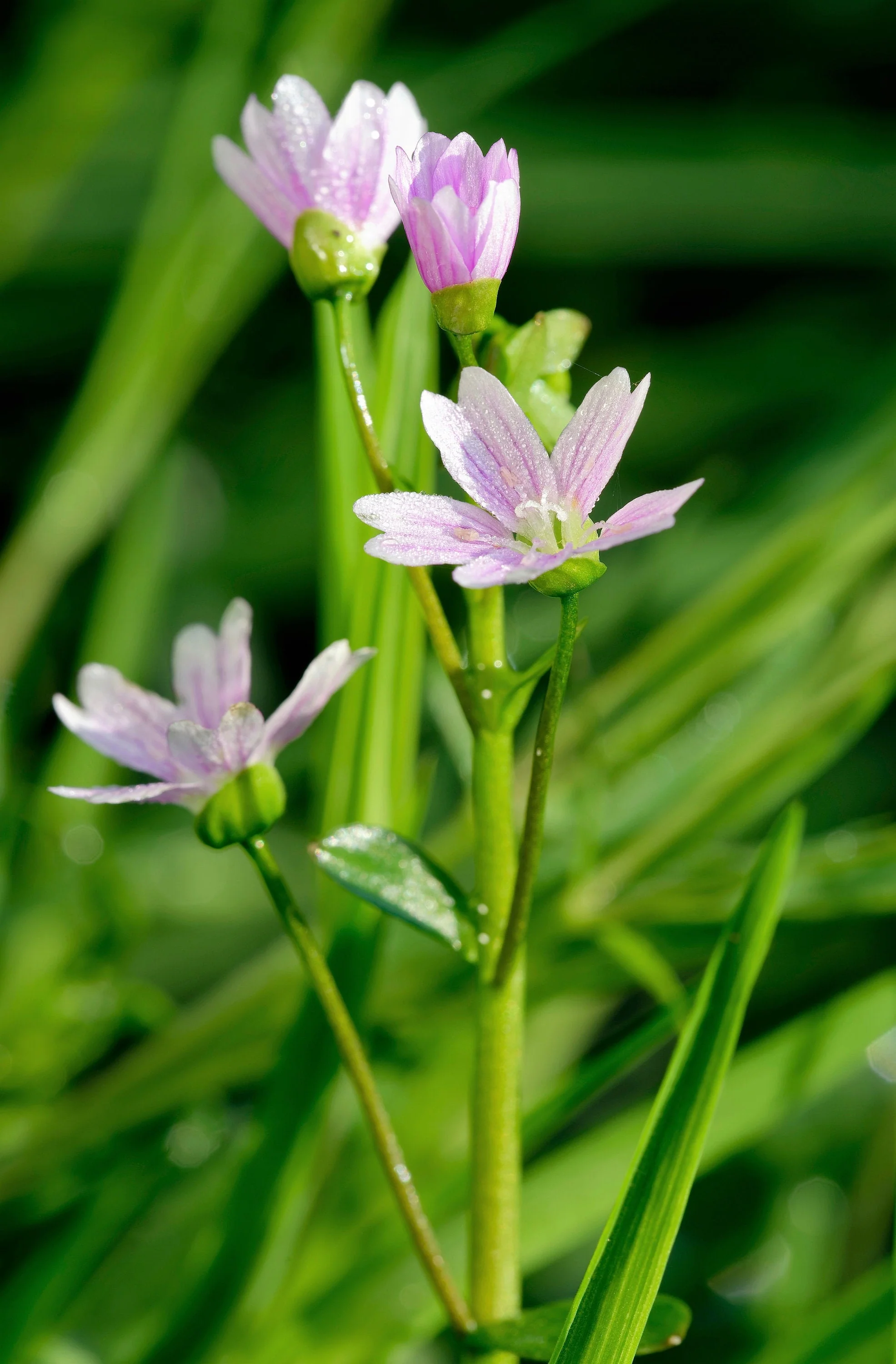 20 SIBERIAN SPRING BEAUTY Claytonia Sibirica aka Candy Flower, Pink Purslane, Siberian Miner's Lettuce Pink Striped Shade Flower Native Herb Seeds - Image 8