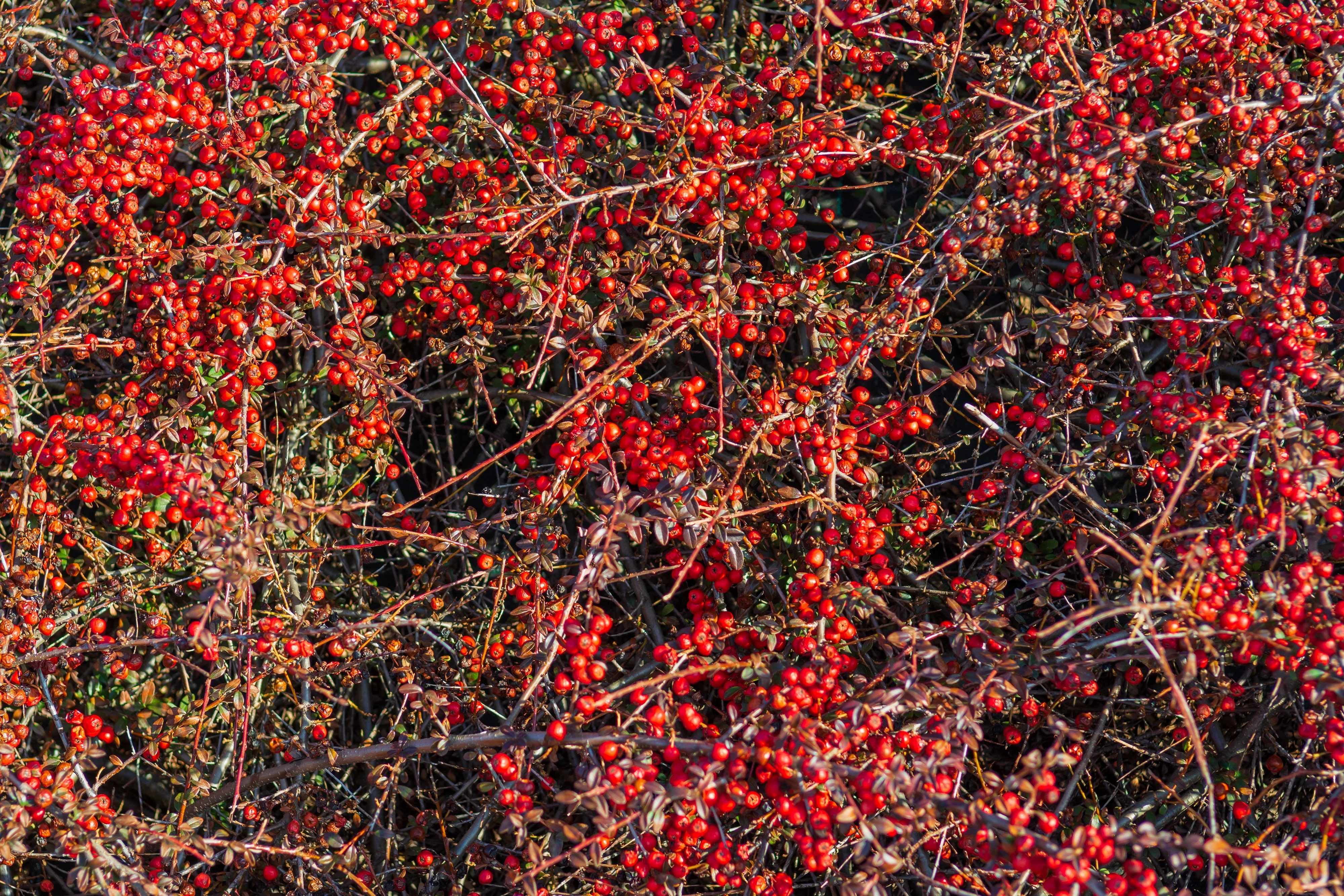 20 SILVER BUFFALOBERRY Shepherdia Argentea Red Fruit Native Bullberry Berry Shrub Seeds - Image 3