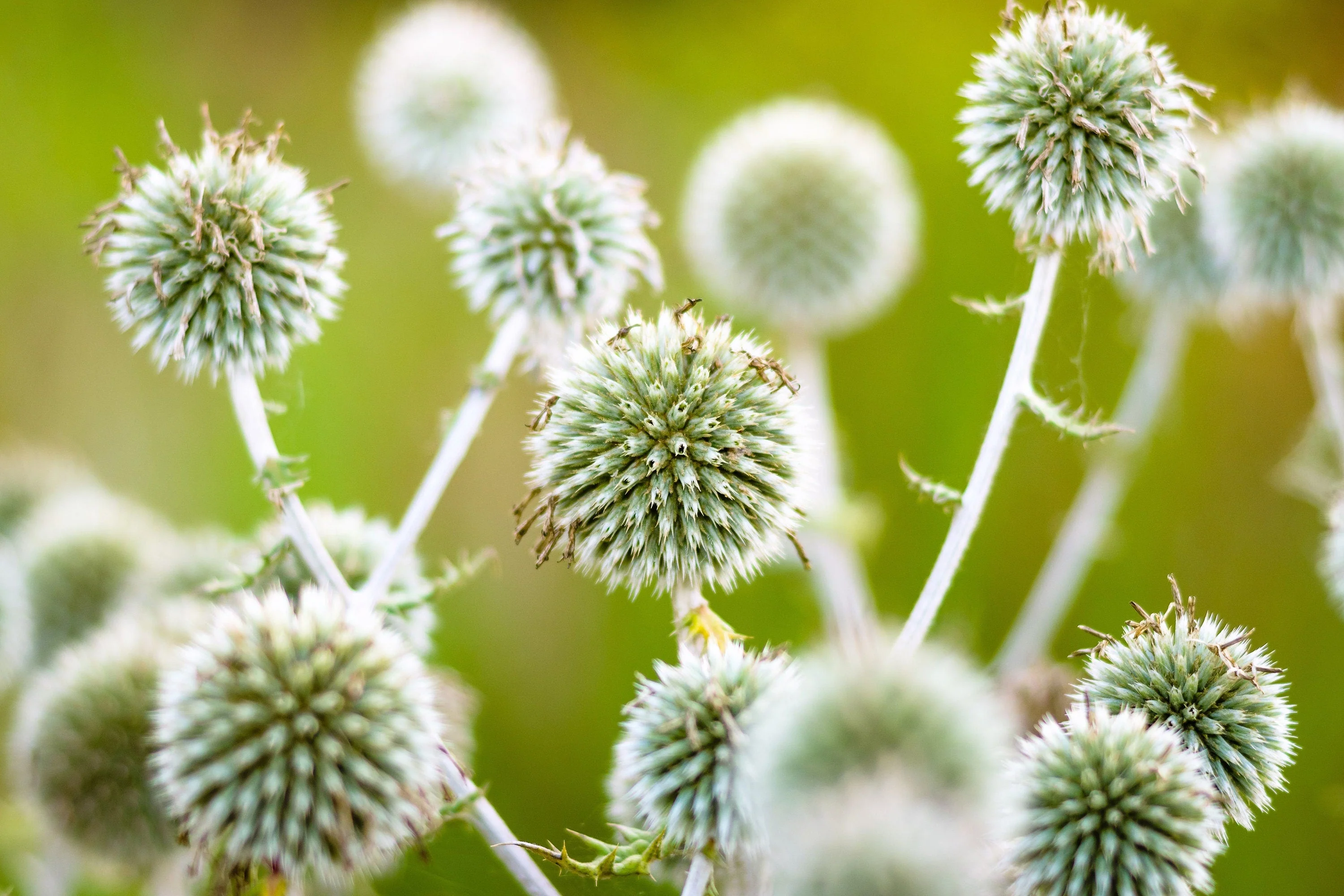20 Silver GIANT GLOBE THISTLE Echinops Sphaerocephalus Great Globethistle Silvery White Flower Seeds - Image 2