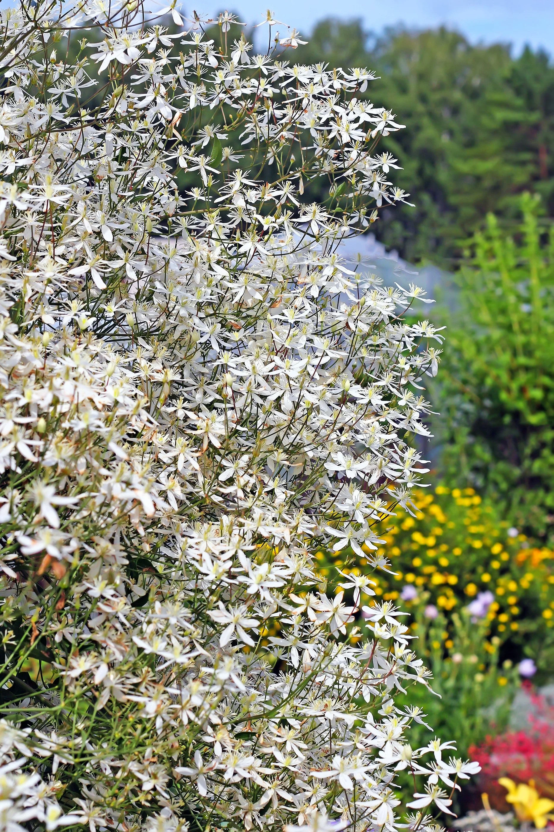 20 SWEET AUTUMN CLEMATIS Paniculata Fragrant White Flower Vine Seeds - Image 2