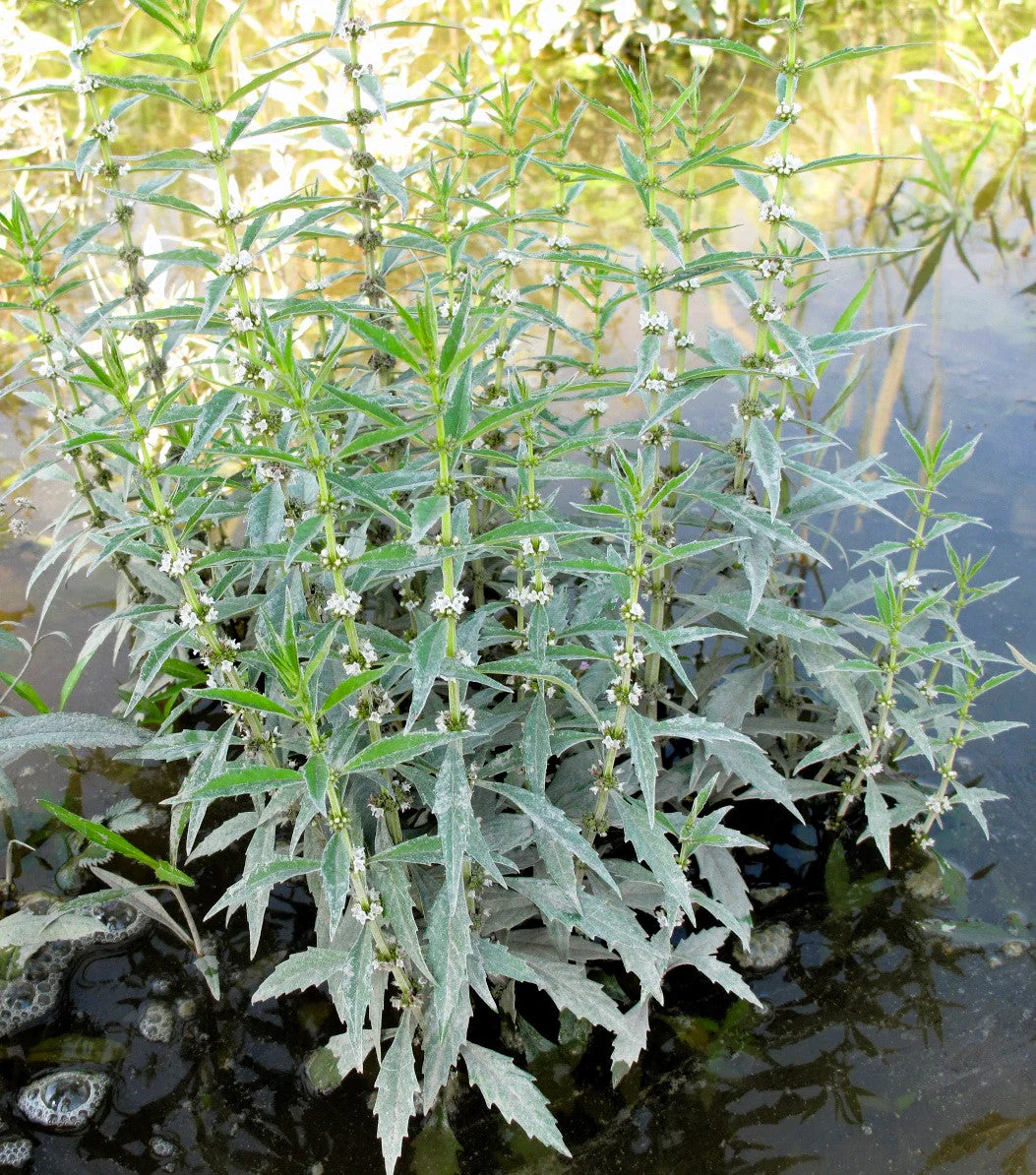 20 WATER HOREHOUND Lycopus Americanus American Bugleweed Herb Flower Seeds - Image 2