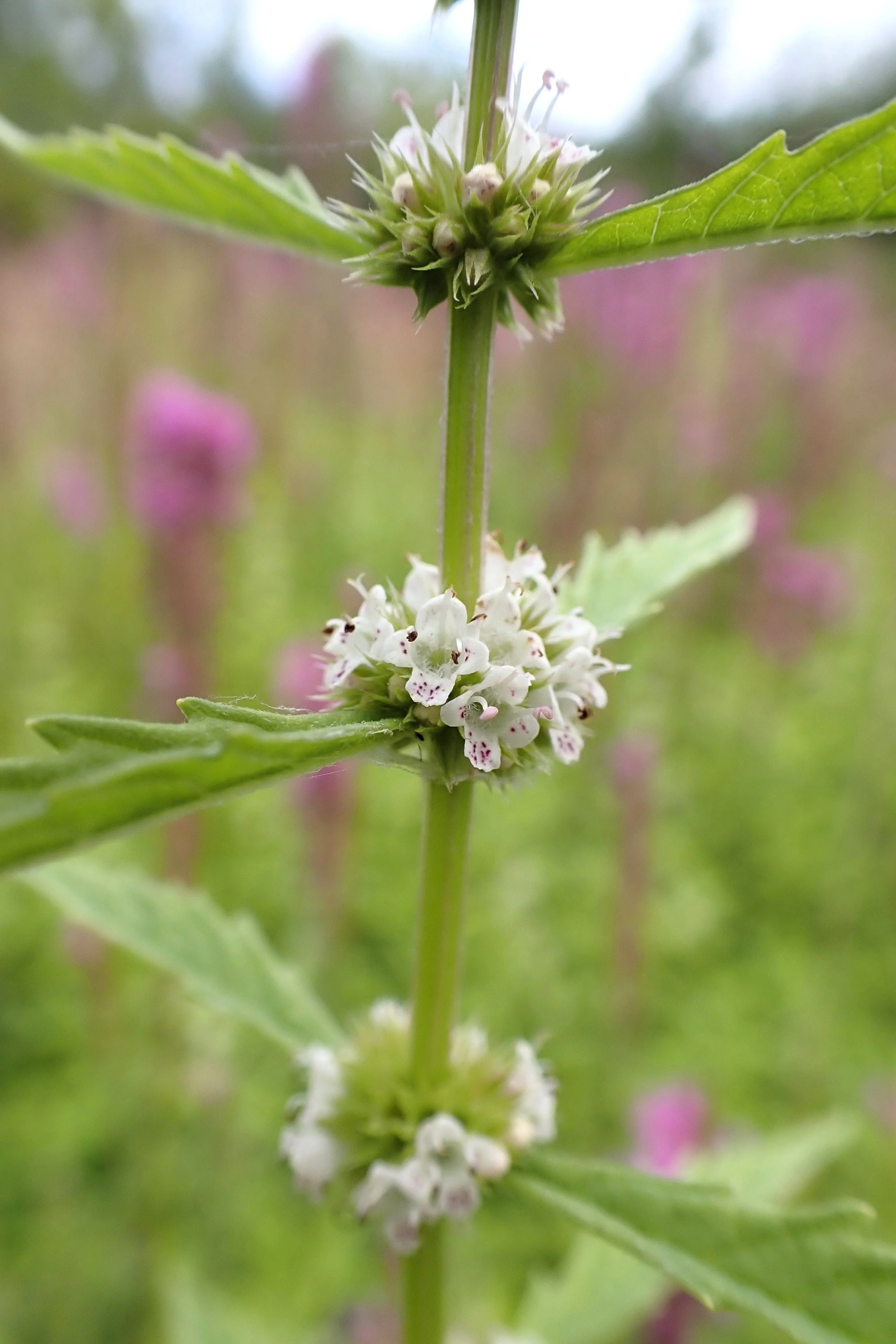 20 WATER HOREHOUND Lycopus Americanus American Bugleweed Herb Flower Seeds - Image 4