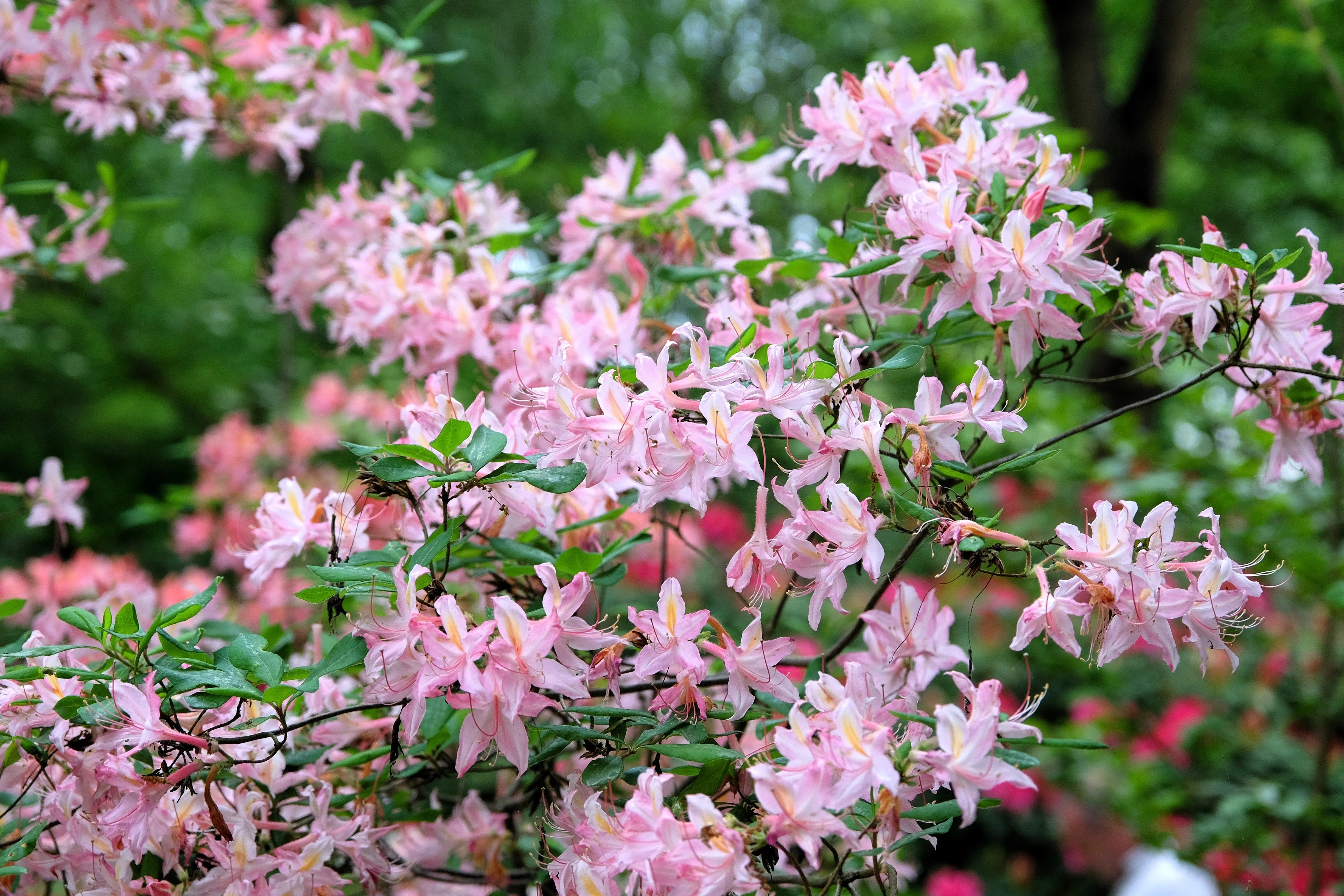 20 WESTERN AZALEA Pink White Yellow Shrub Flower Rhododendron Occidentale Seeds - Image 4