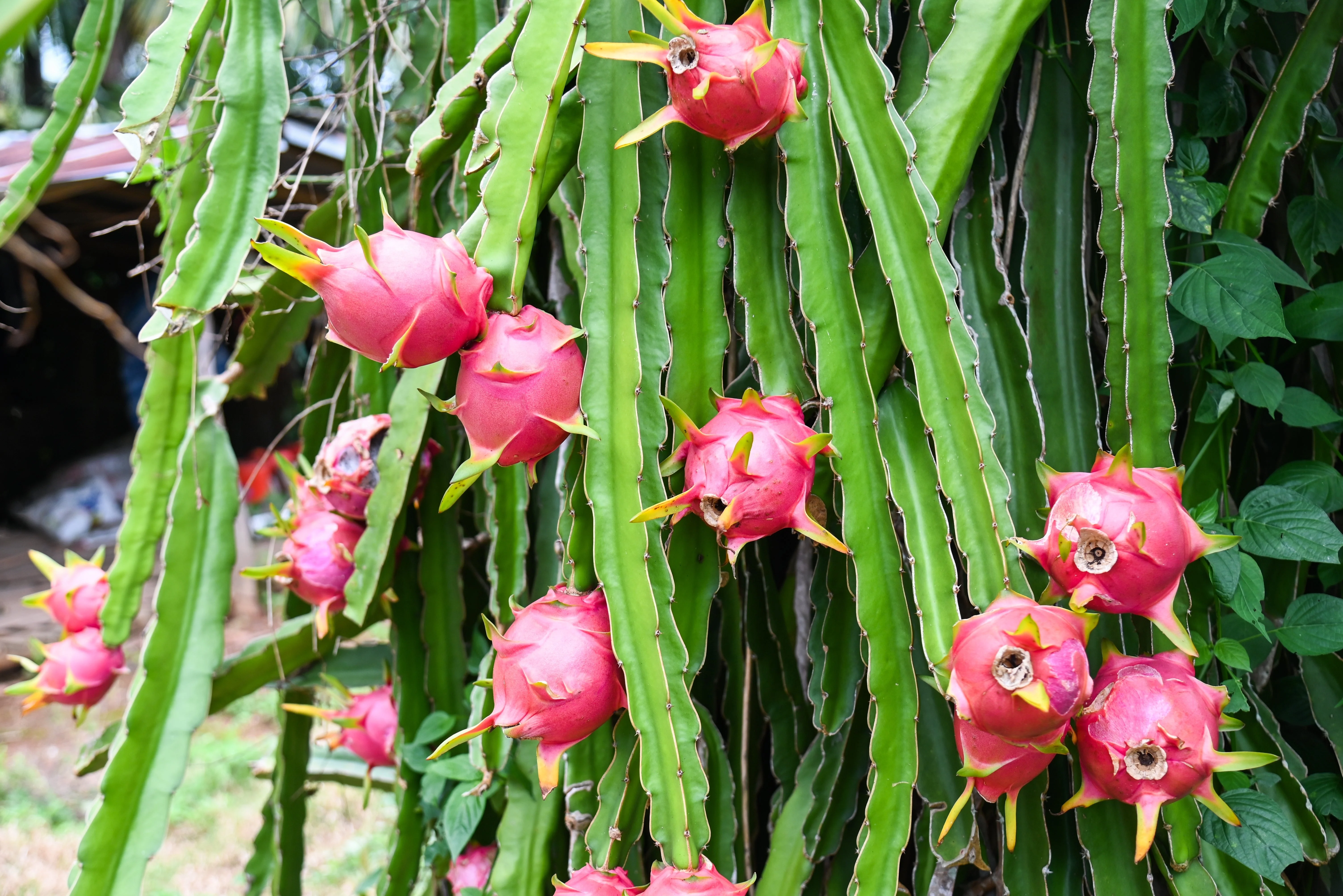 20 WHITE DRAGON FRUIT (Pitaya / Pitahaya / Strawberry Pear) Hylocereus Undatus Cactus Seeds - Image 7