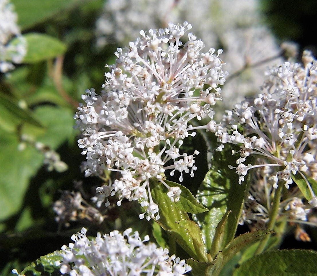 20 White NEW JERSEY TEA Hummingbird Flower Ceanothus Americanus Shrub Seeds - Image 9