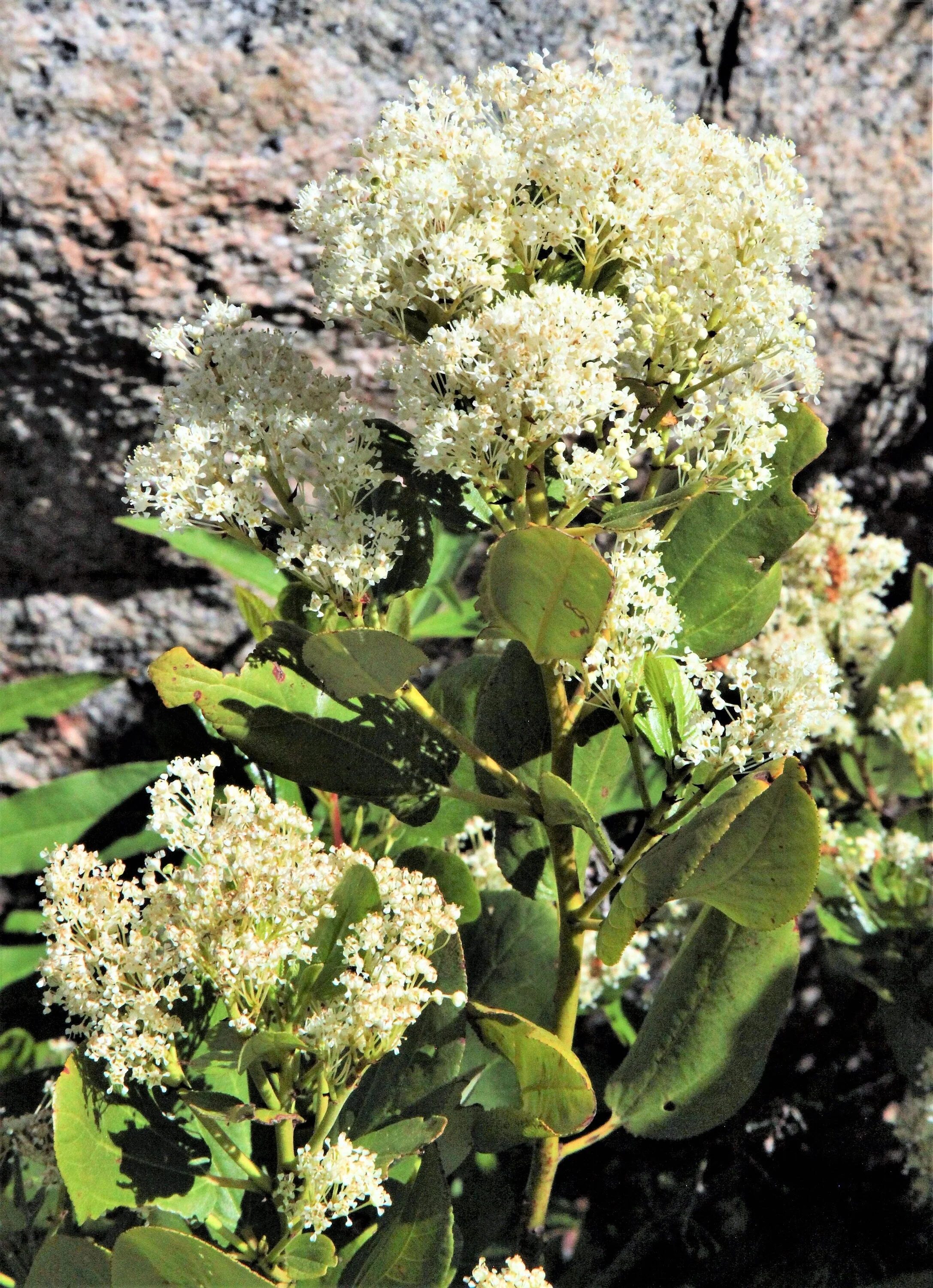 20 White SNOWBRUSH Ceanothus Velutinus aka Mountain Balm or Buckbrush Evergreen Native Flower Shrub Seeds - Image 5