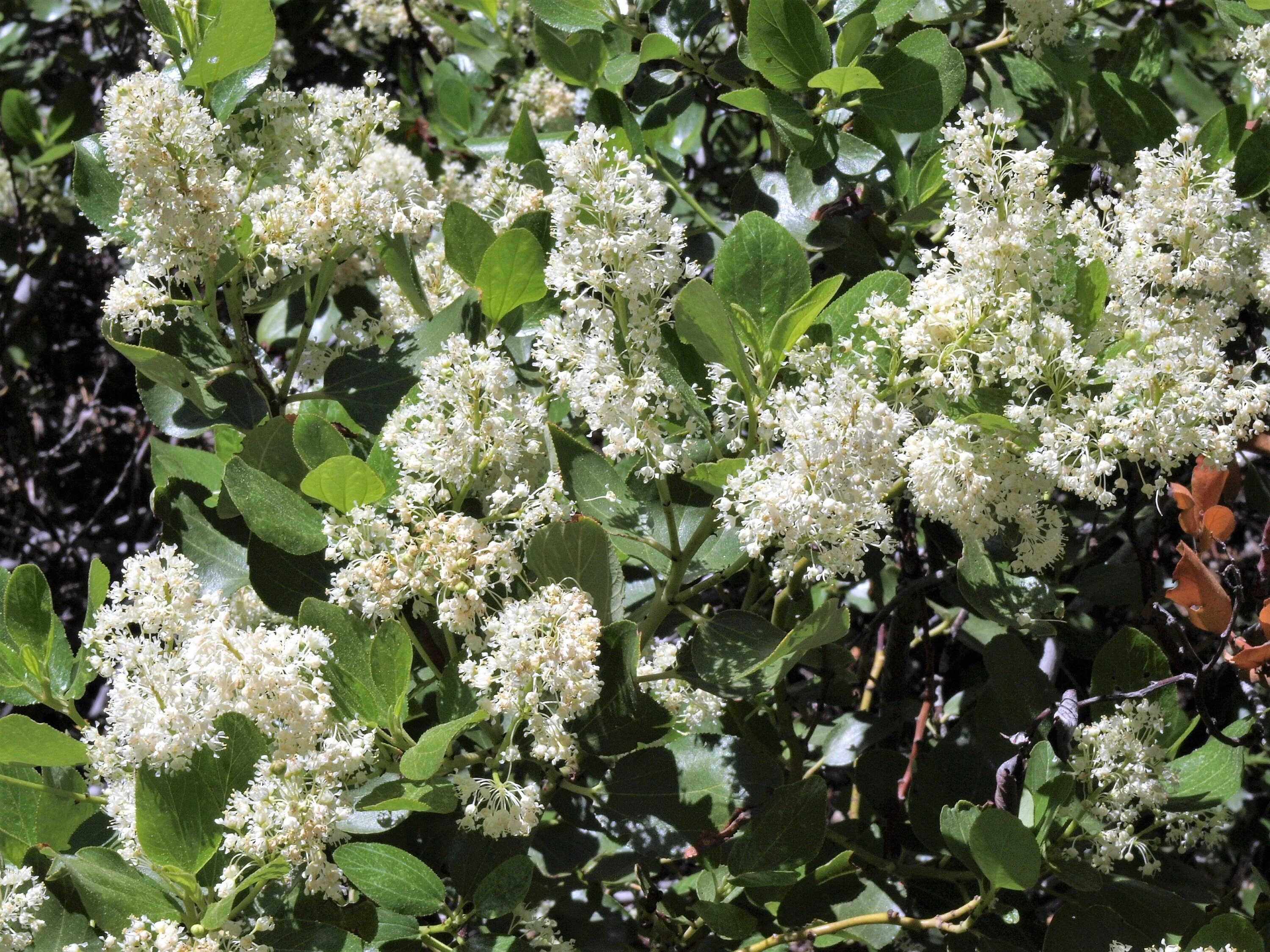 20 White SNOWBRUSH Ceanothus Velutinus aka Mountain Balm or Buckbrush Evergreen Native Flower Shrub Seeds - Image 8