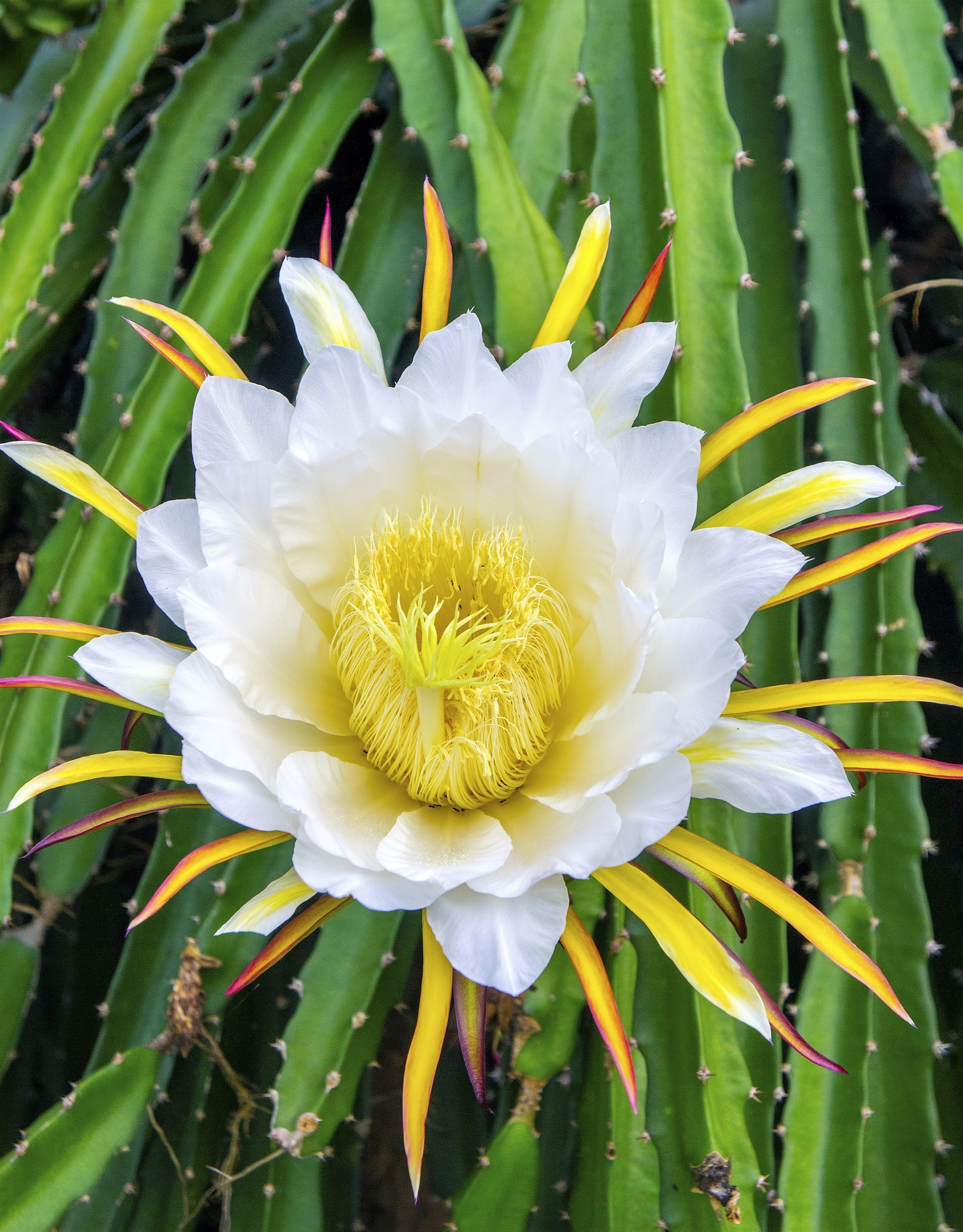 20 YELLOW DRAGON FRUIT ( Pitaya / Pitahaya / Strawberry Pear ) Hylocereus Megalanthus Cactus White Flower Seeds - Image 6