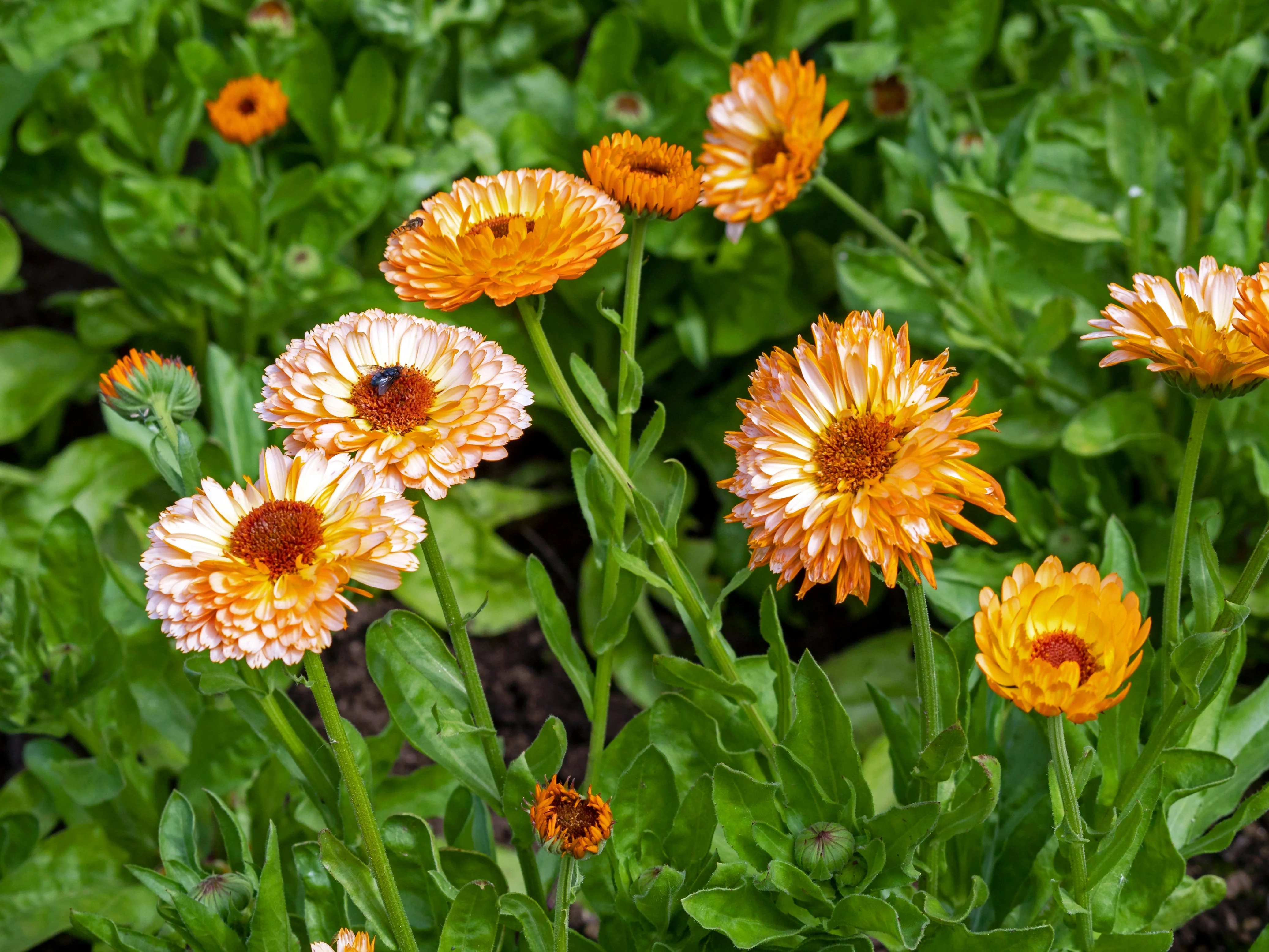 20 ZEOLIGHTS CALENDULA Officinalis MARIGOLD Flower Seeds Zeolight Coral Peach Apricot Pink - Image 4