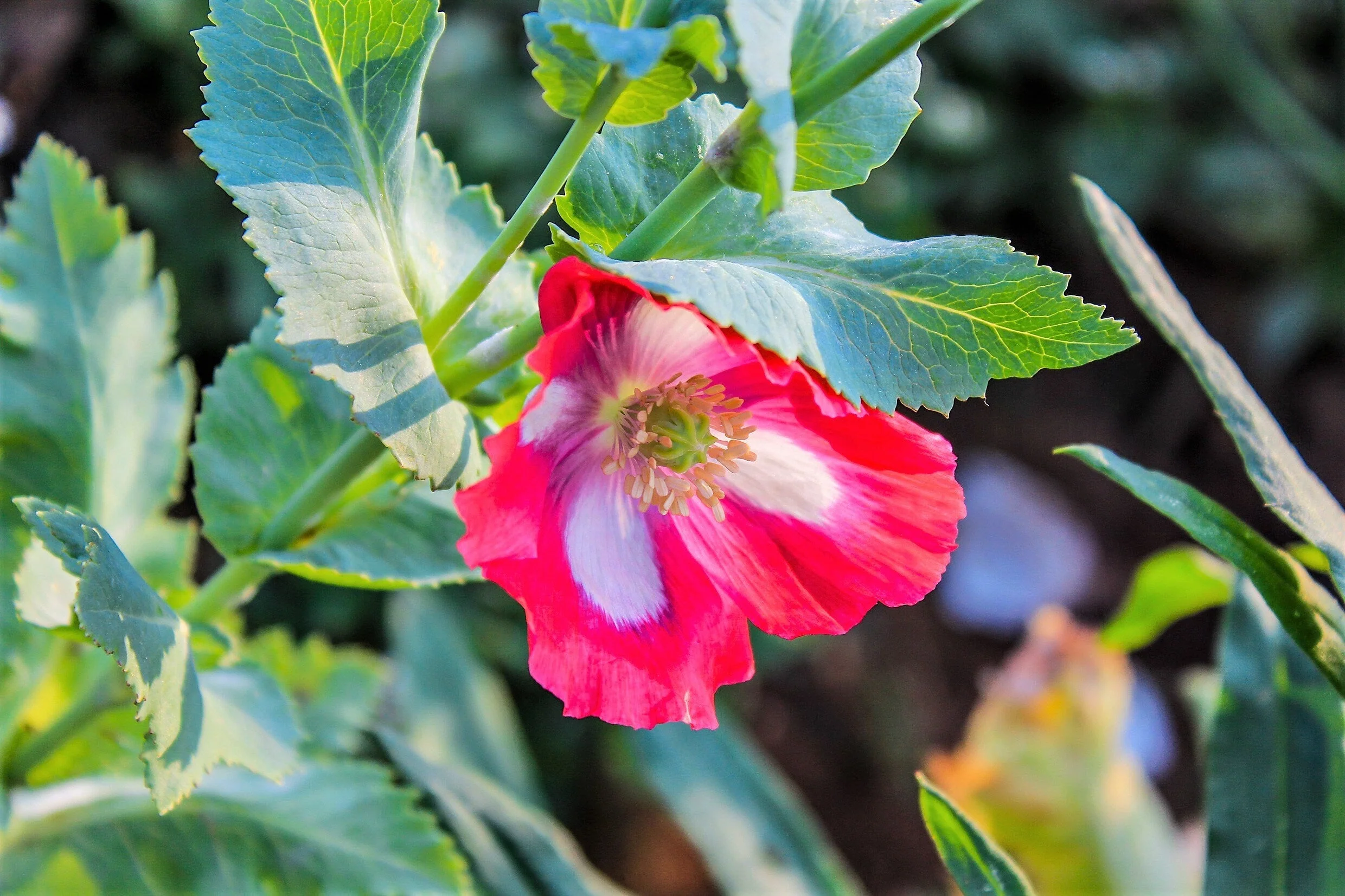 200 AFGHAN RESELECTED Blue POPPY Mixed Colors Papaver Somniferum Setigerum Pink Purple White Flower Seeds - Image 10