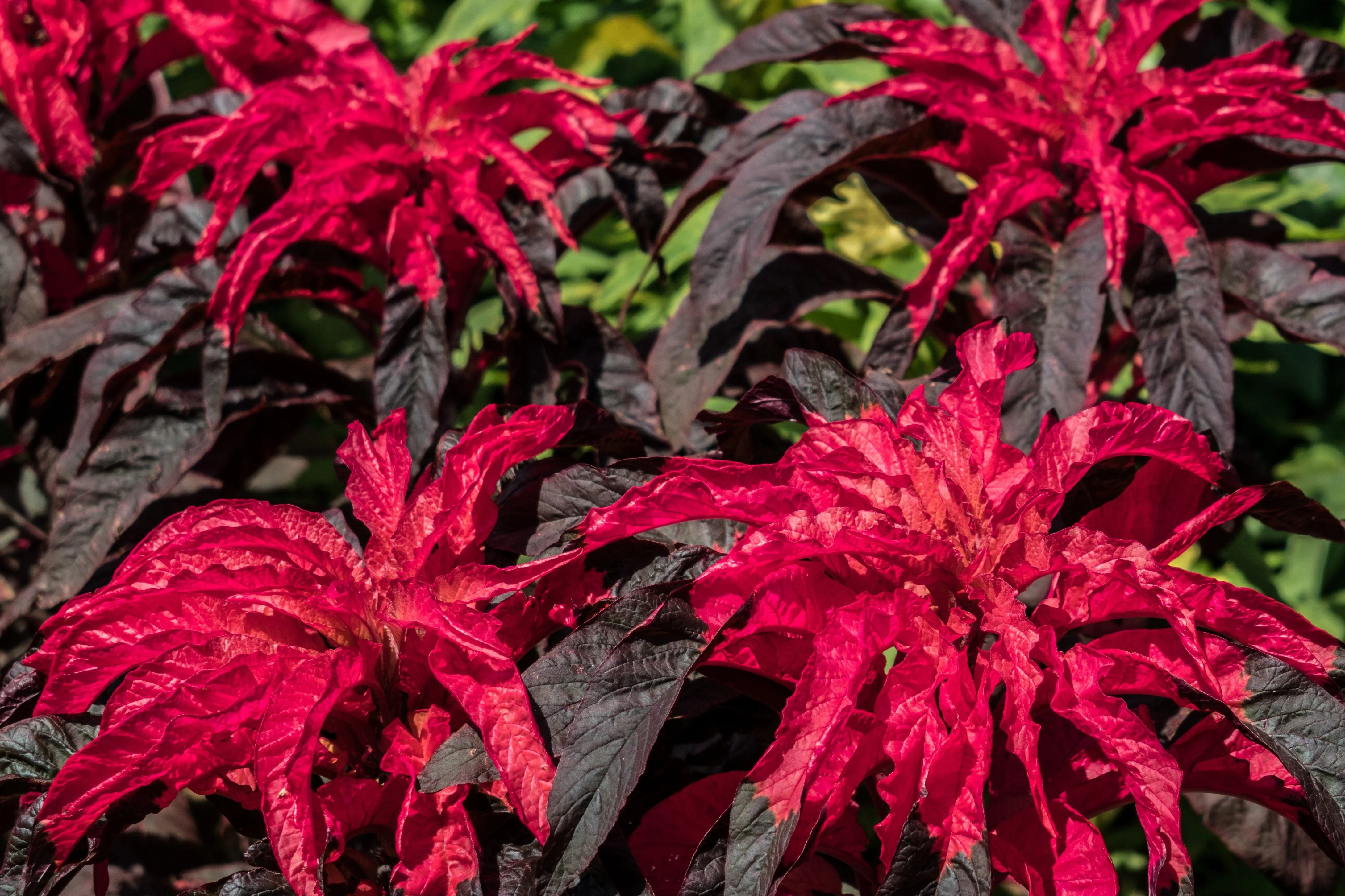 200 AMARANTHUS MOLTEN FIRE Amaranthus Gangeticus Flower Seeds - Image 2