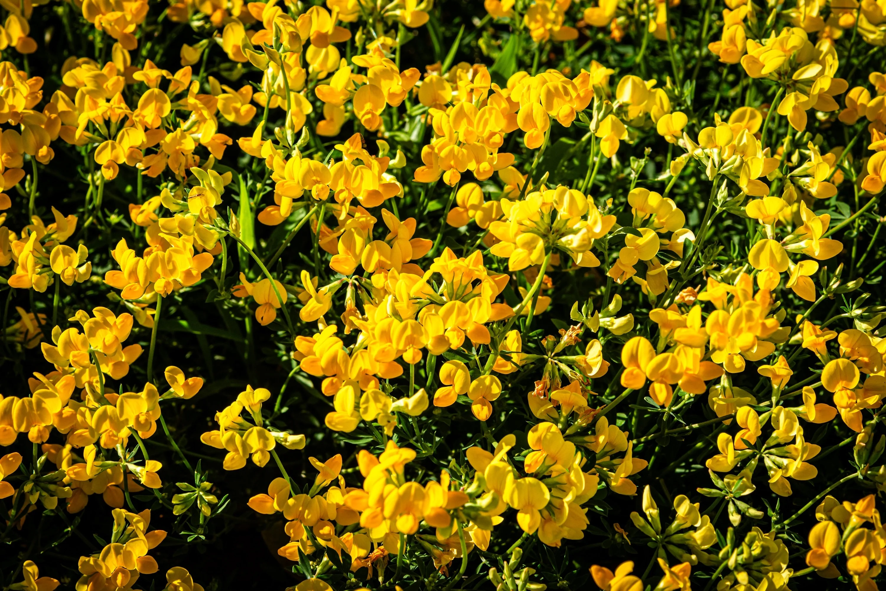 200 BIRDS FOOT TREFOIL (Birdfoot Deervetch / Cats Clover / Ground Honeysuckle) Lotus Corniculatus Fabaceae Flower Seeds - Image 7