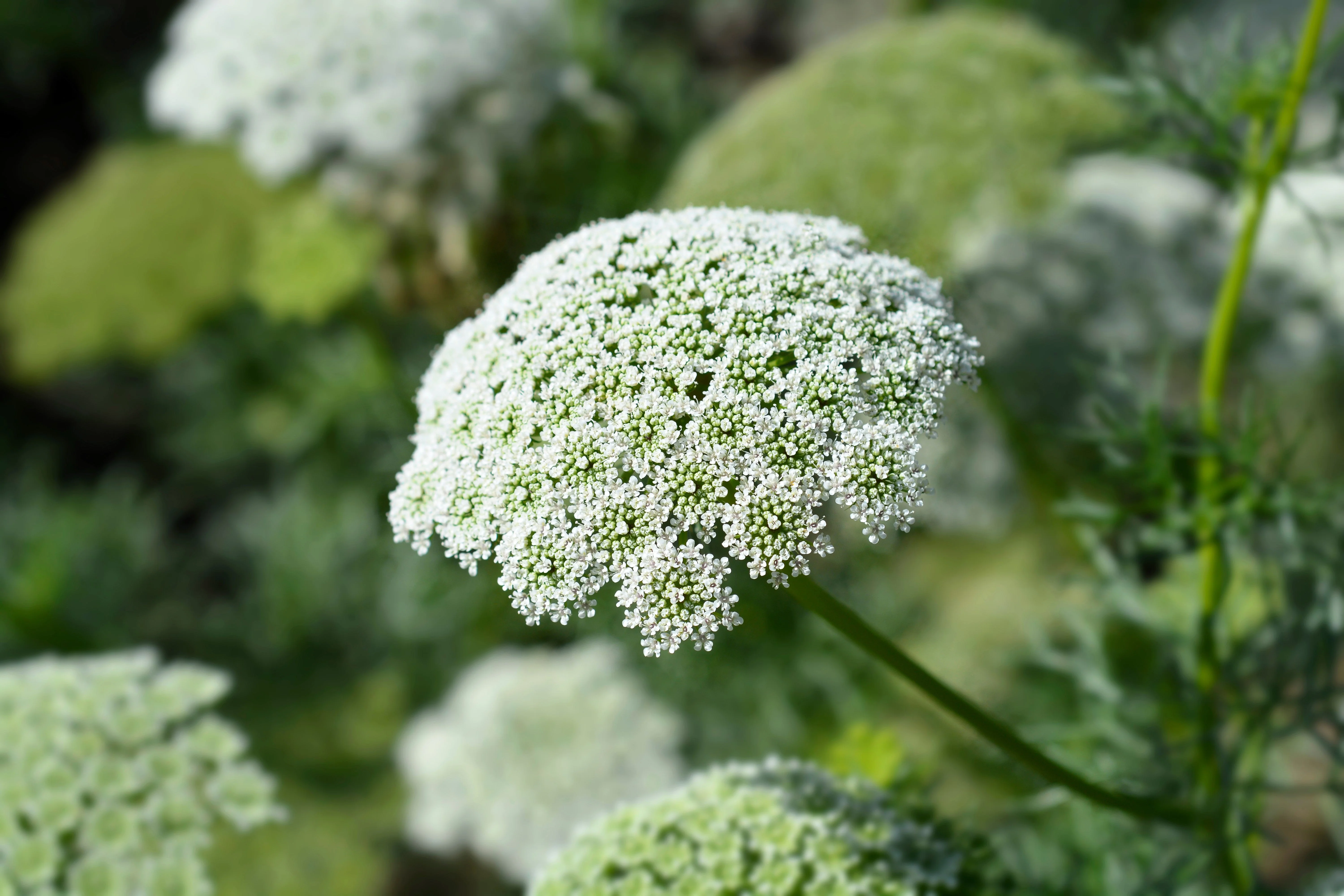 200 BISHOPS FLOWER Ammi Majus False Queen Annes Lace Seeds - Image 3