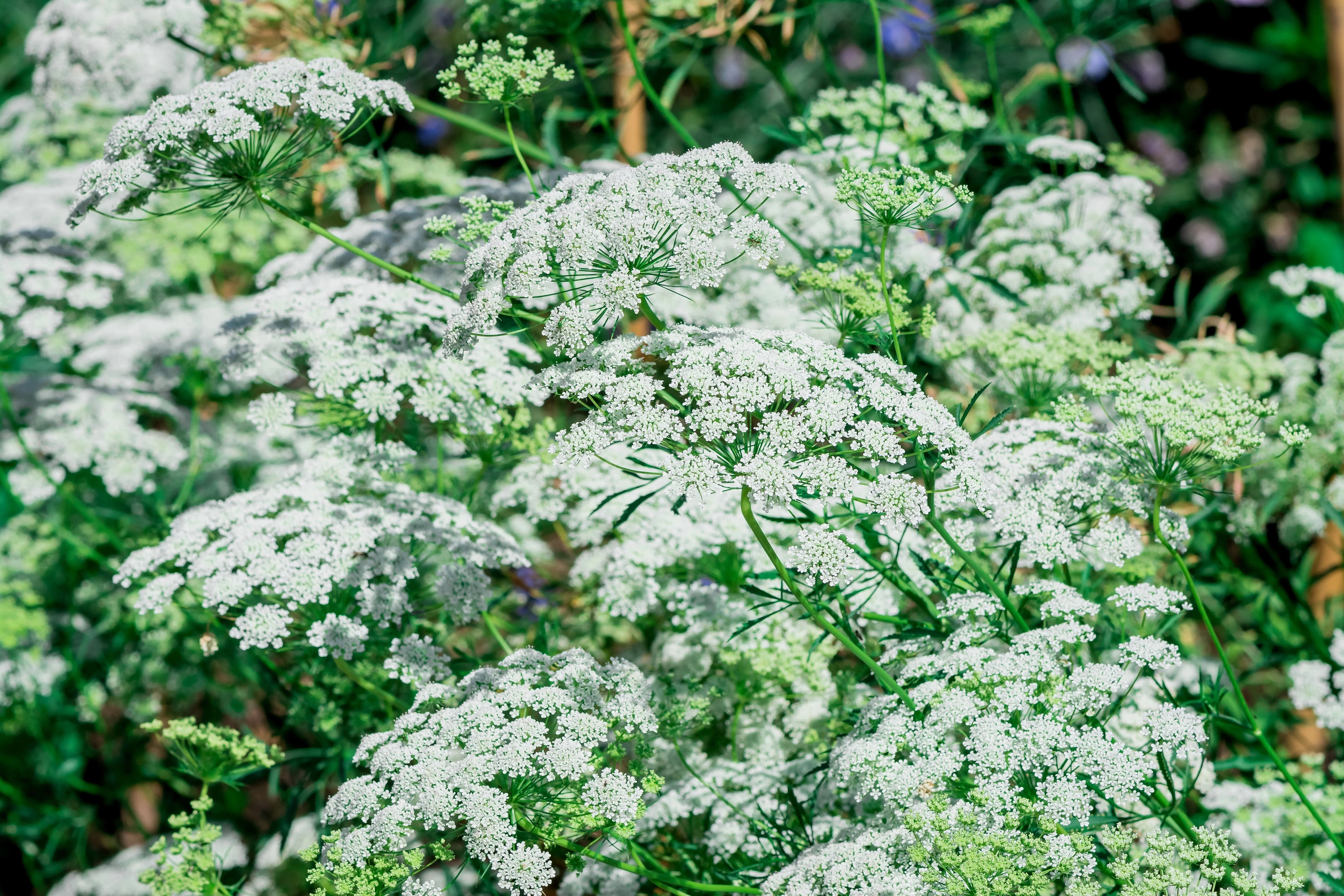 200 BISHOPS FLOWER Ammi Majus False Queen Annes Lace Seeds - Image 4
