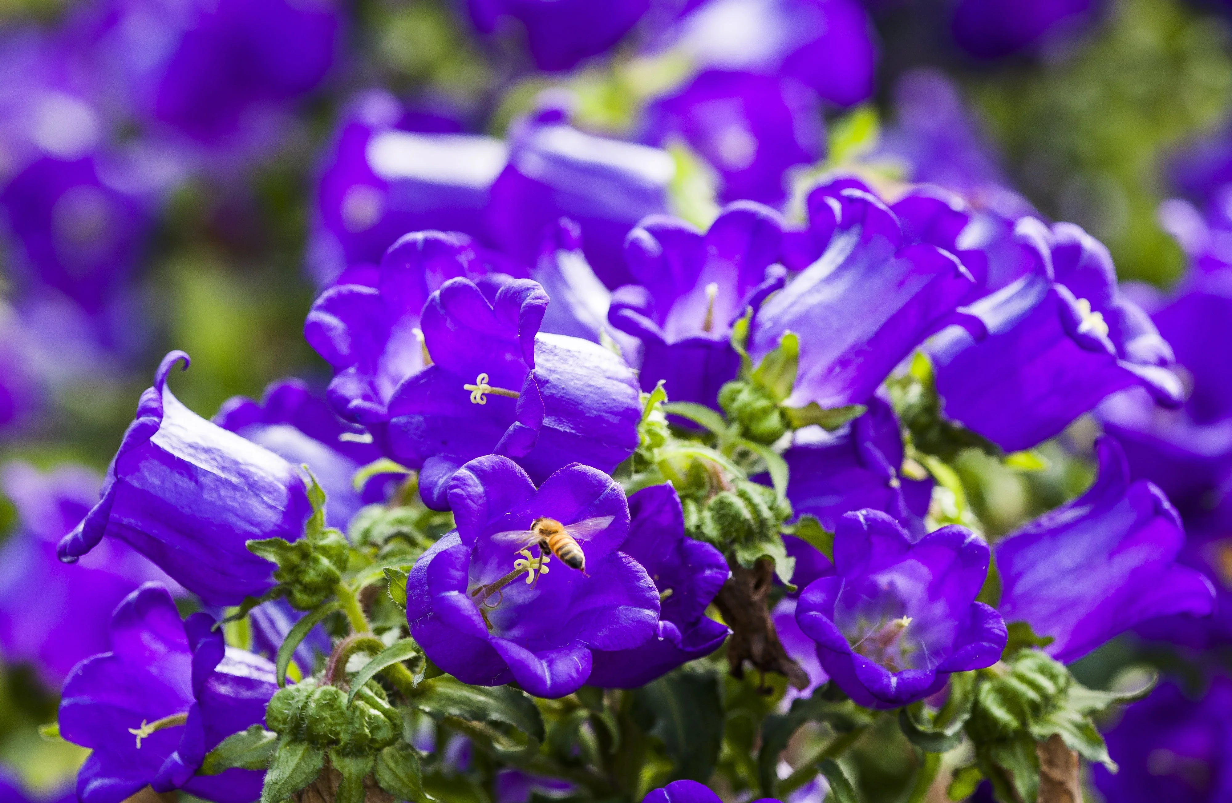 200 Blue CANTERBURY BELLS - CAMPANULA Medium Flower Seeds - Image 3