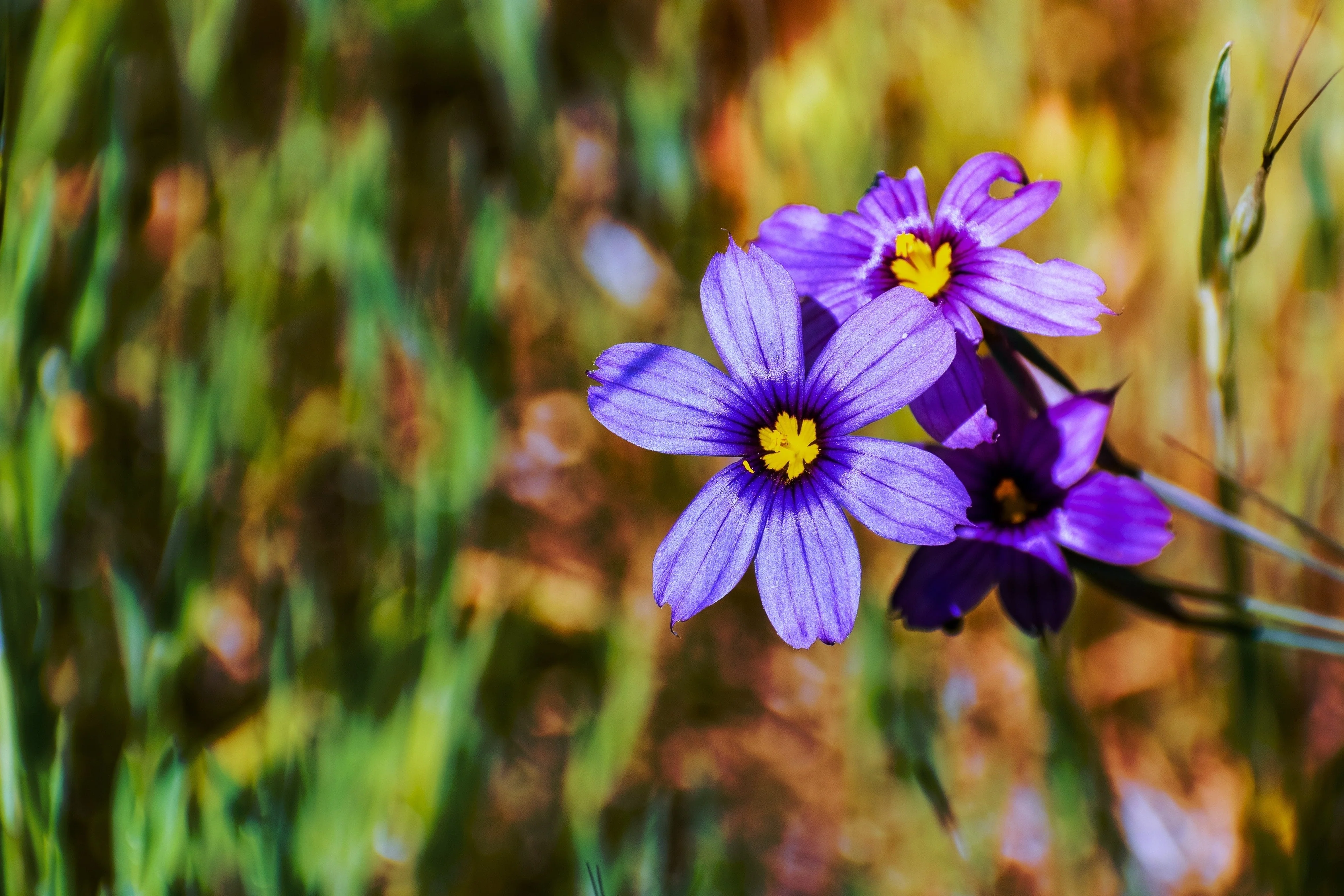 200 BLUE EYED GRASS (Western or Californian) Sisyrinchium Bellum Flower Seeds - Image 5