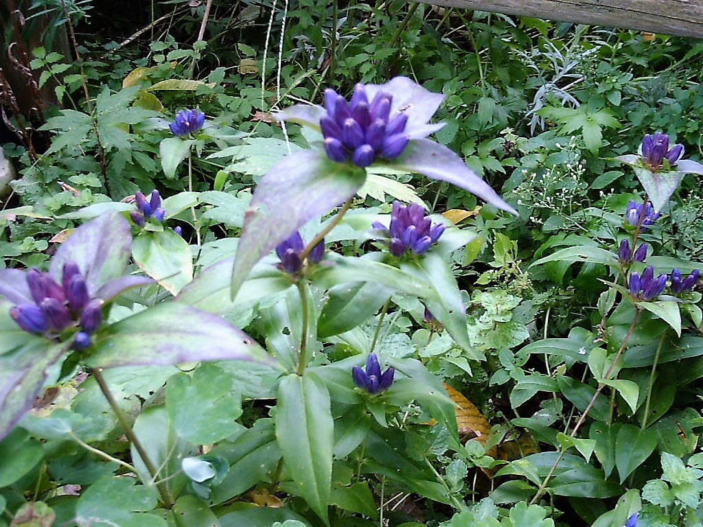 200 BOTTLE GENTIAN (Closed or Blind Gentian / Cloistered Heart) Gentiana Andrewsii Flower Seeds - Image 4