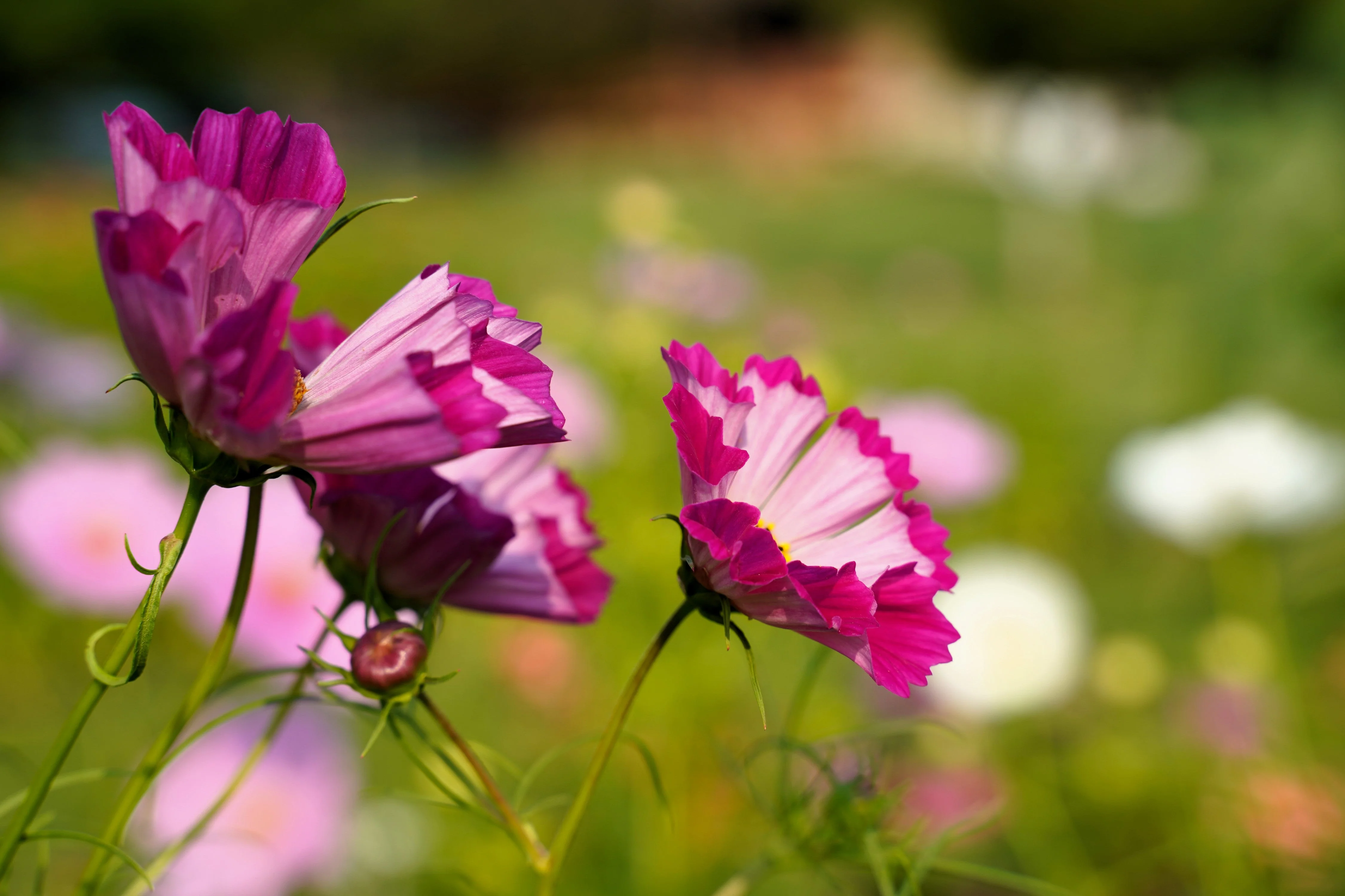200 COSMOS SEASHELLS Cosmos Bipinnatus Sea Shells Flower Seeds - Image 3