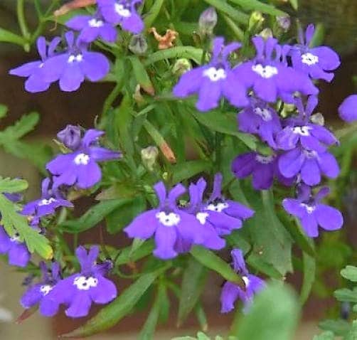 200 CRYSTAL PALACE LOBELIA Regatta Purple Blue Lobelia Erinus Flower Seeds - Image 3