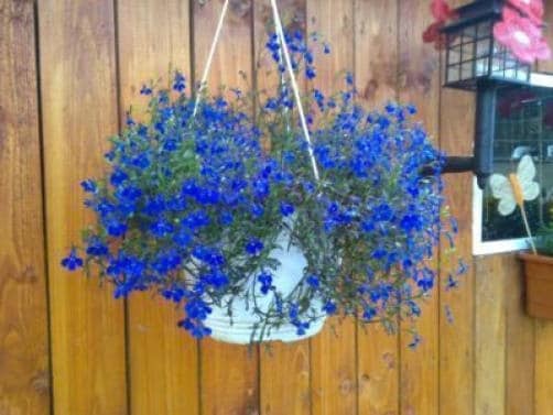 200 Electric Blue & White HALF MOON LOBELIA Erinus Flower Seeds - Image 4