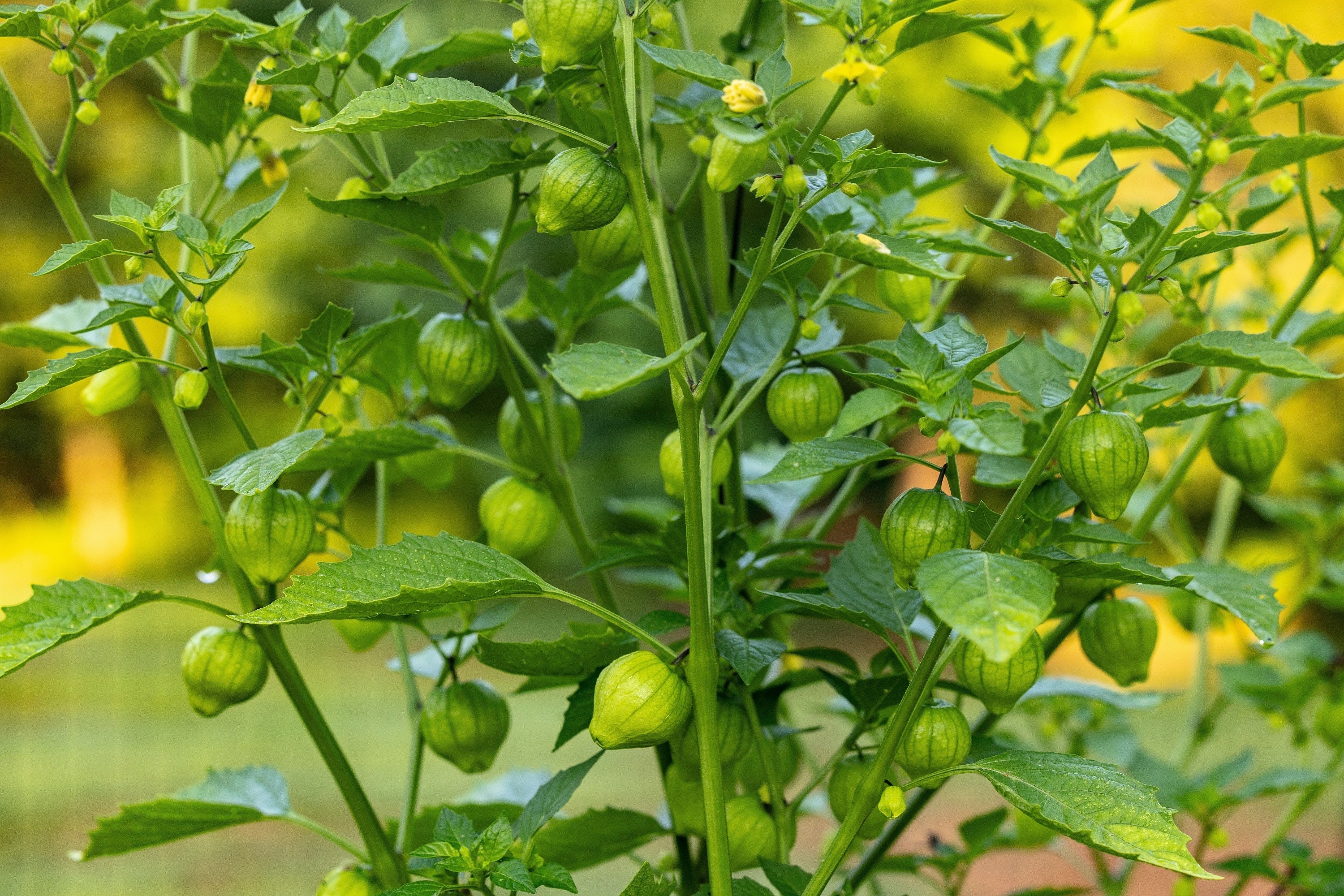 200 GRANDE Rio VERDE TOMATILLO Green Physalis Ixocarpa Vegetable Seeds - Image 7