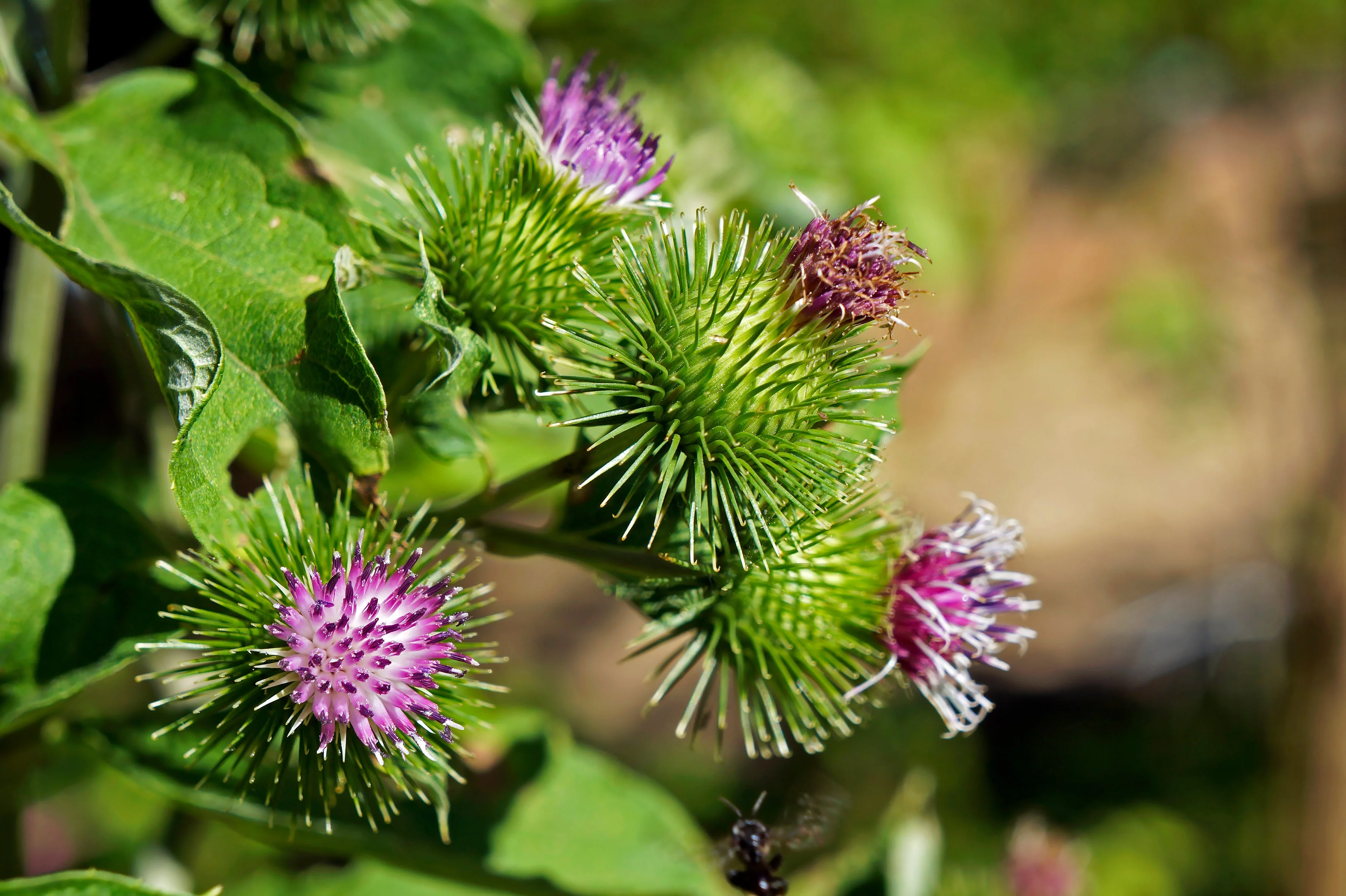 200 Great BURDOCK Arctium Lappa (Edible Burdock / Cockle-Button / Beggar's Buttons) HERB Flower Seeds - Image 13