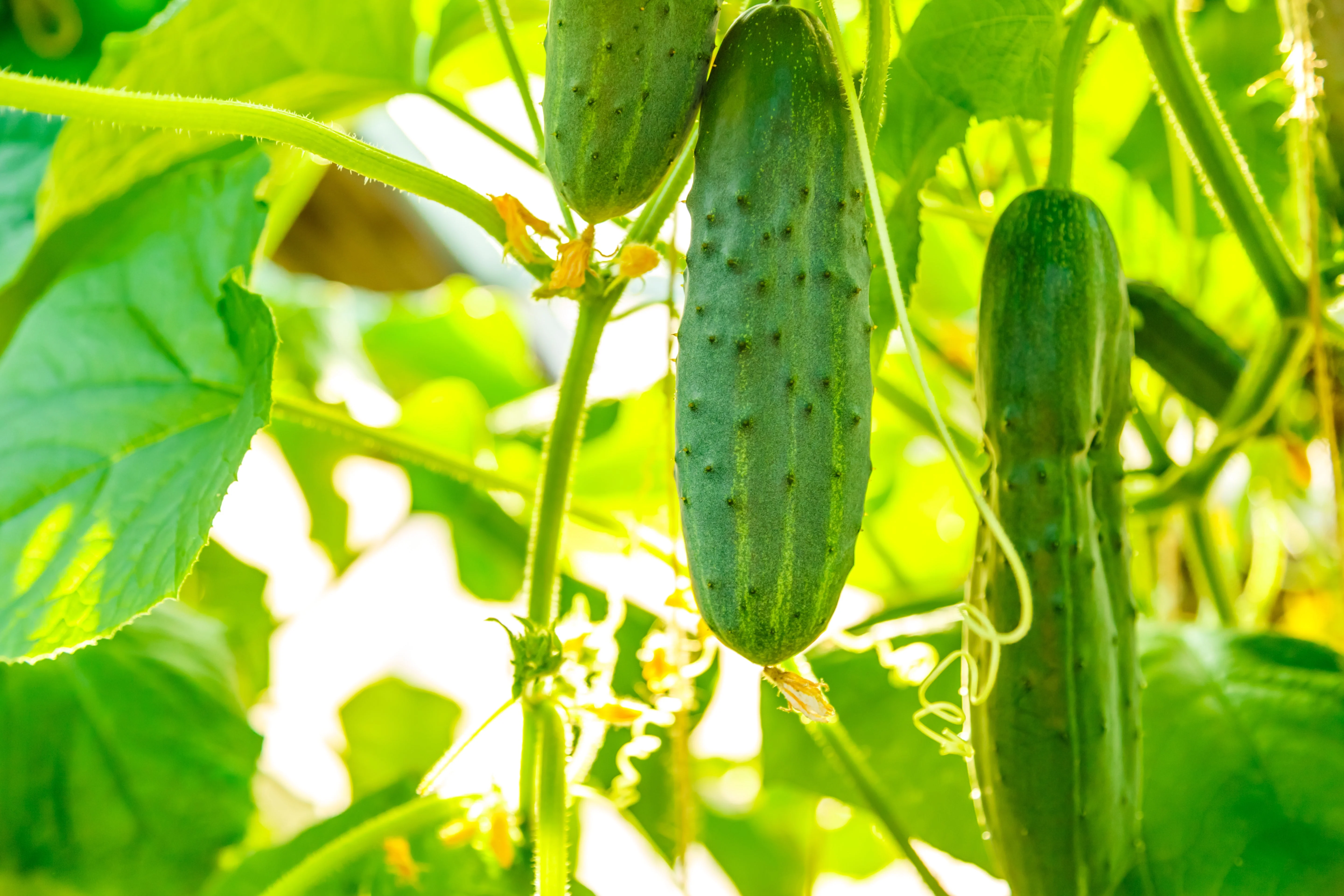 200 MARKETMORE 76 SLICING CUCUMBER Fruit Cucumis Sativus Seeds - Image 4