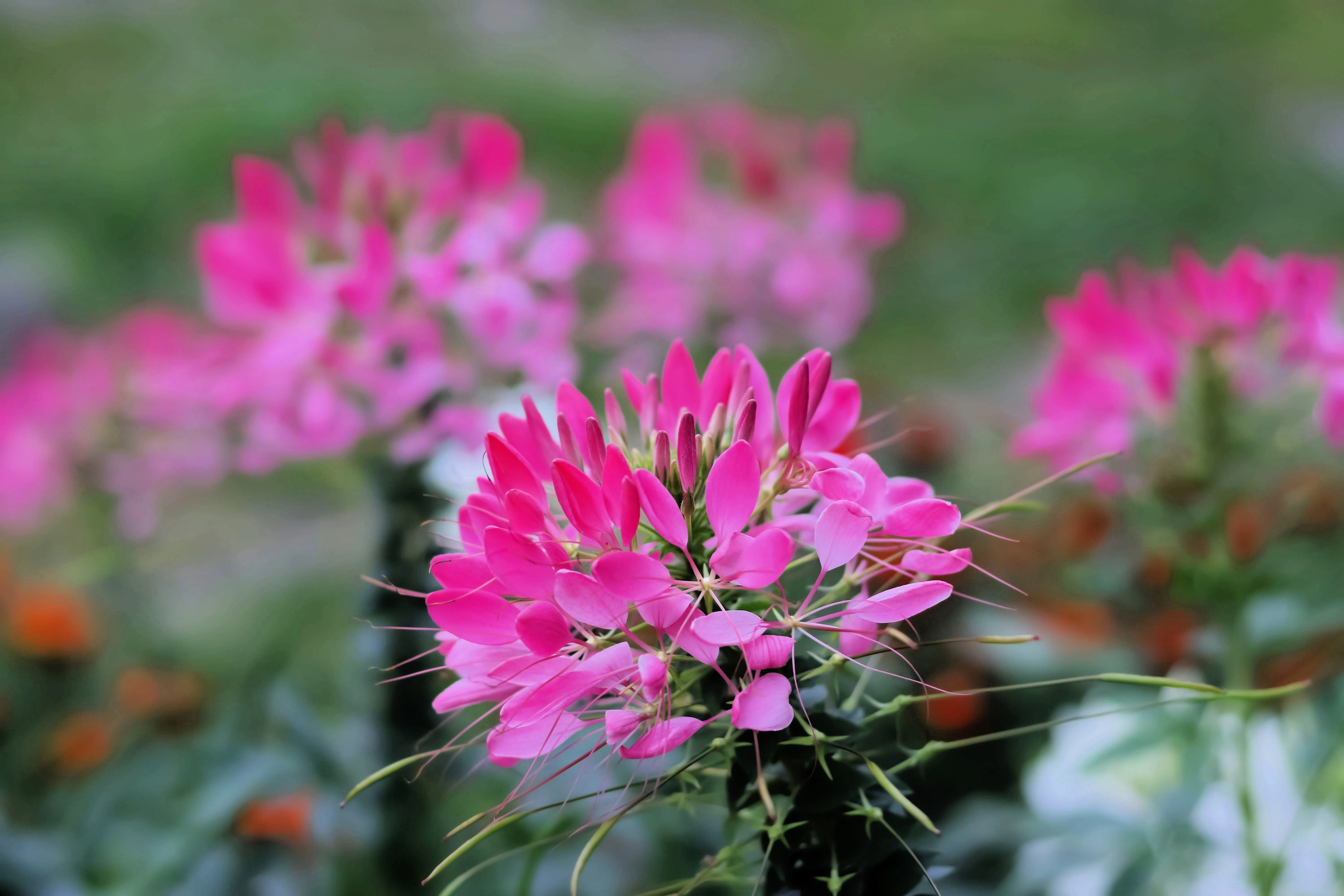 200 MAUVE QUEEN CLEOME Spinosa Hassleriana Purple Pink Spider Flower Seeds - Image 10