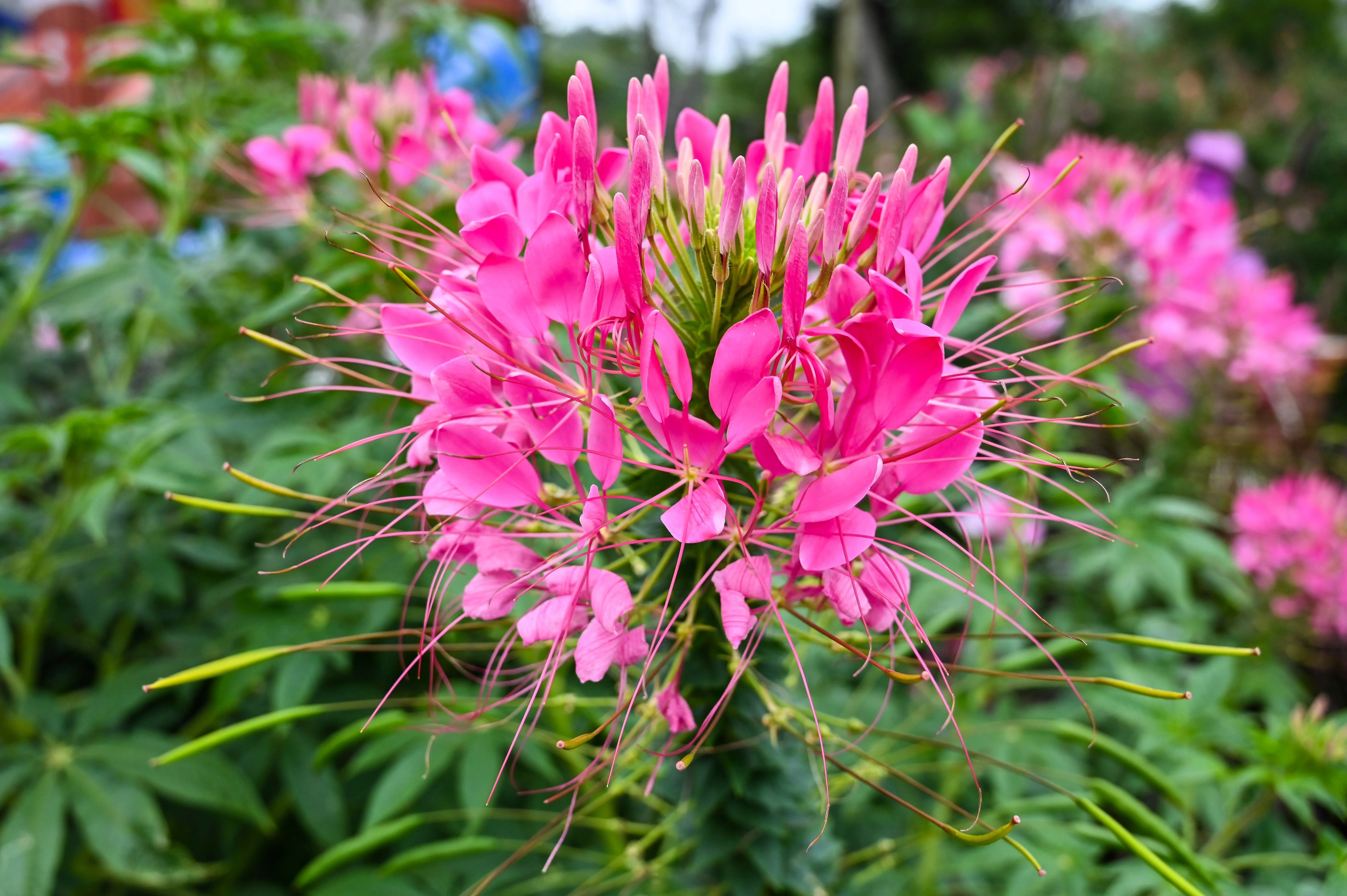 200 MAUVE QUEEN CLEOME Spinosa Hassleriana Purple Pink Spider Flower Seeds - Image 6