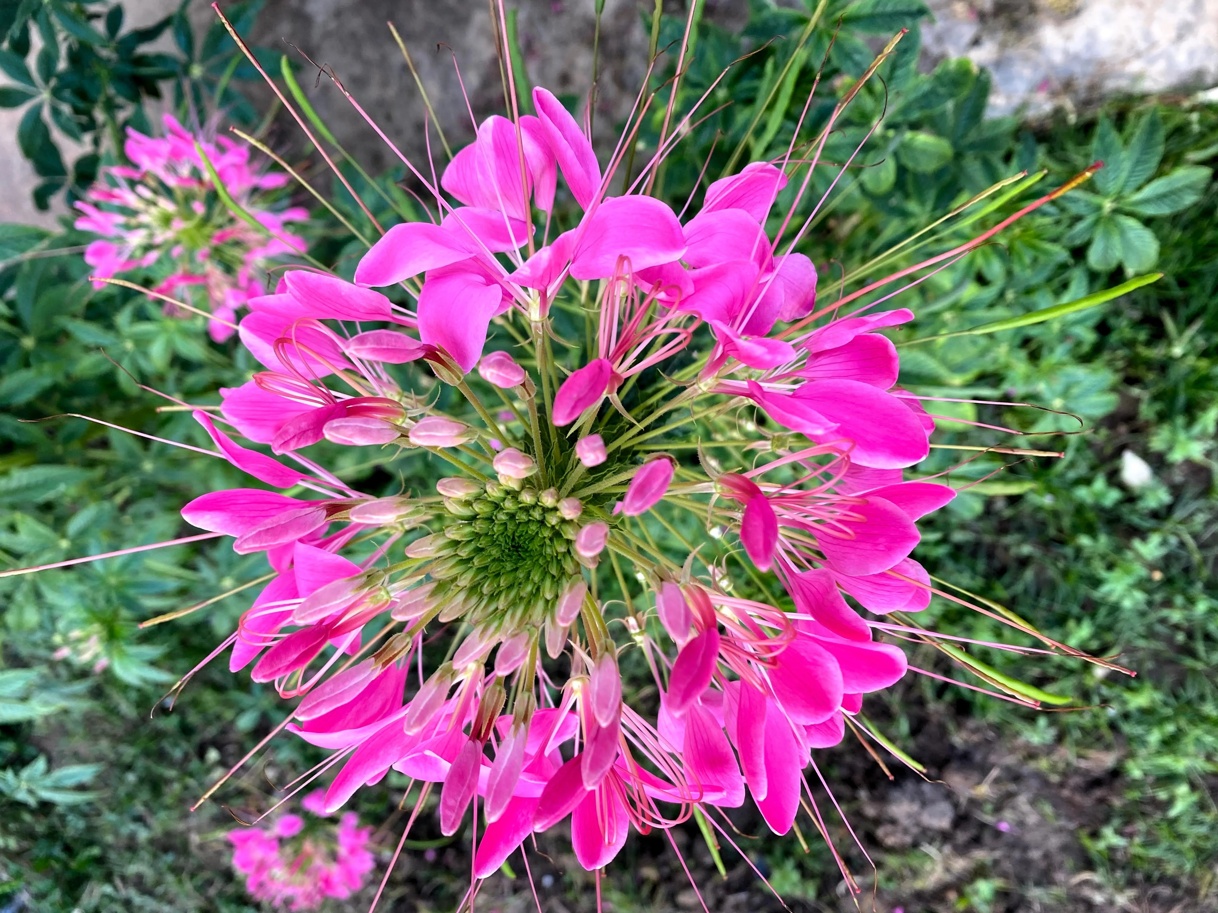 200 MAUVE QUEEN CLEOME Spinosa Hassleriana Purple Pink Spider Flower Seeds - Image 8
