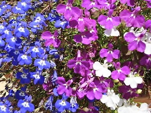 200 MIXED COLORS LOBELIA Regatta Lobelia Erinus Flower Seeds - Image 3
