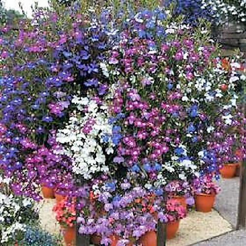 200 MIXED COLORS LOBELIA Regatta Lobelia Erinus Flower Seeds - Image 4