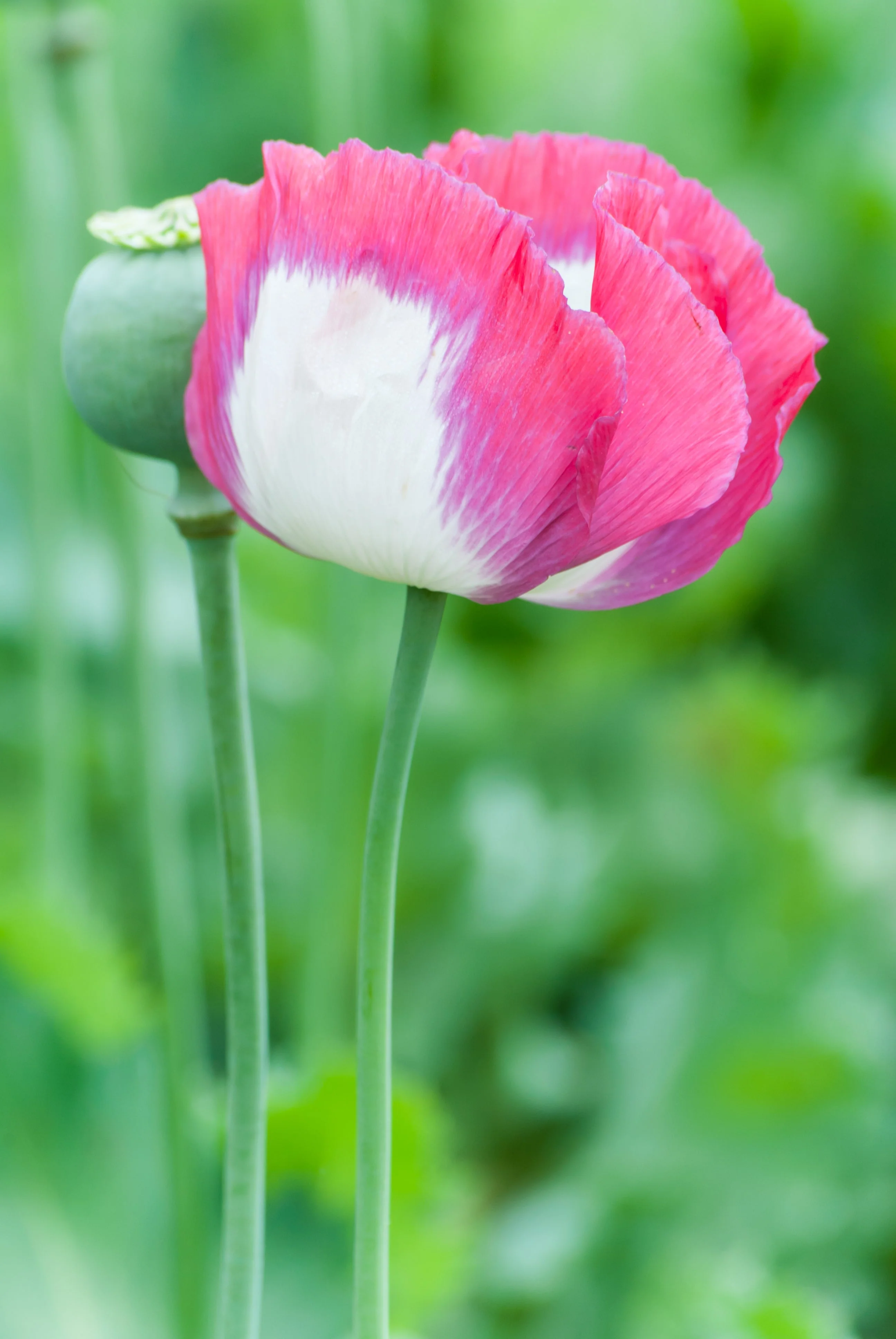 200 Organic AMPHORA POPPY Pink & White Papaver Somniferum Flower Seeds - Image 4