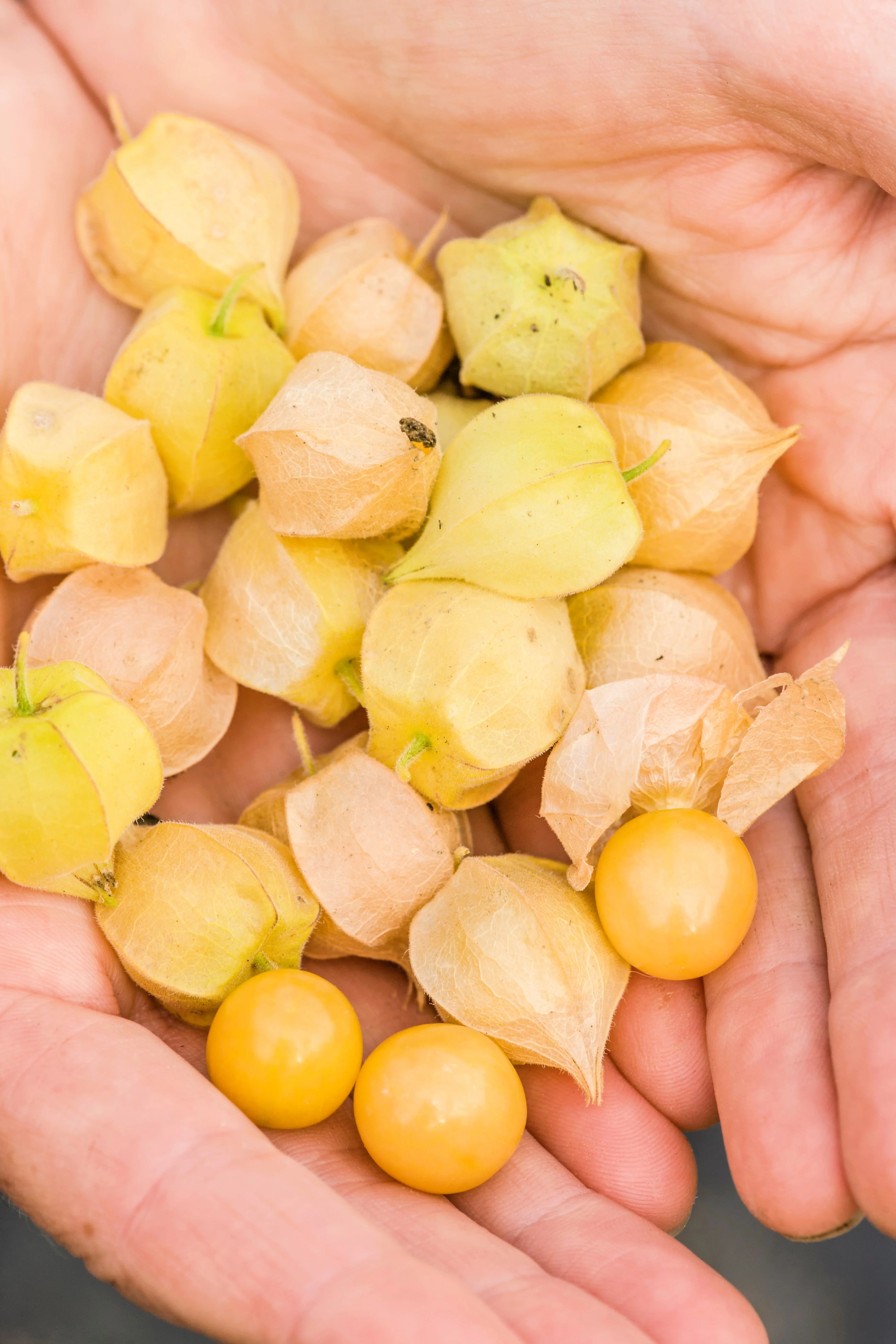 200 Organic GROUND CHERRY Physalis Pruinosa ( Golden Strawberry / Chinese Lantern ) Vegetable Seeds - Image 7
