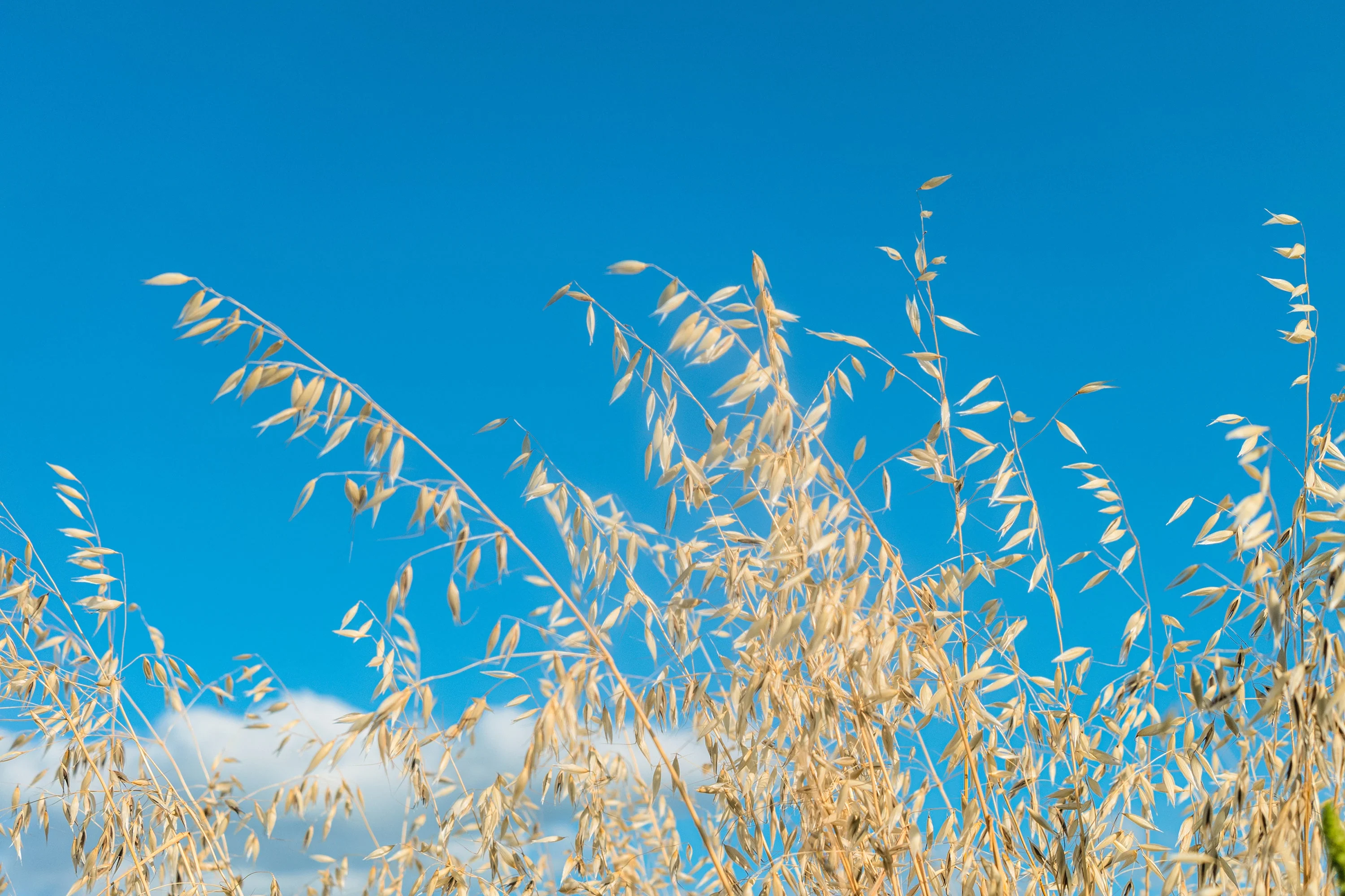 200 ORGANIC OAT Oats Avena Sativa Grain Vegetable Seeds - Image 7