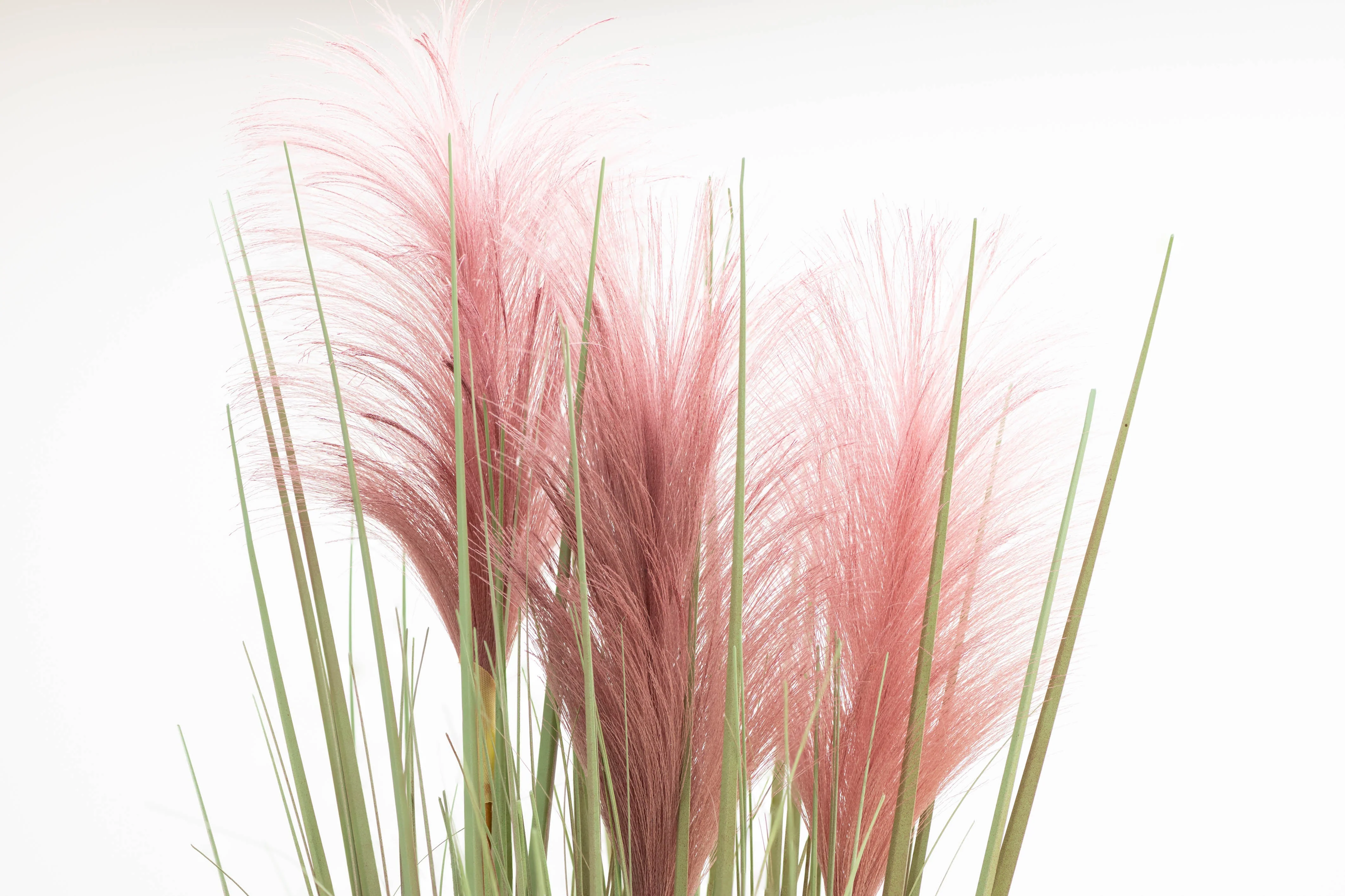 200 Ornamental PINK PAMPAS GRASS Cortaderia Selloana Rosea Seeds - Image 6