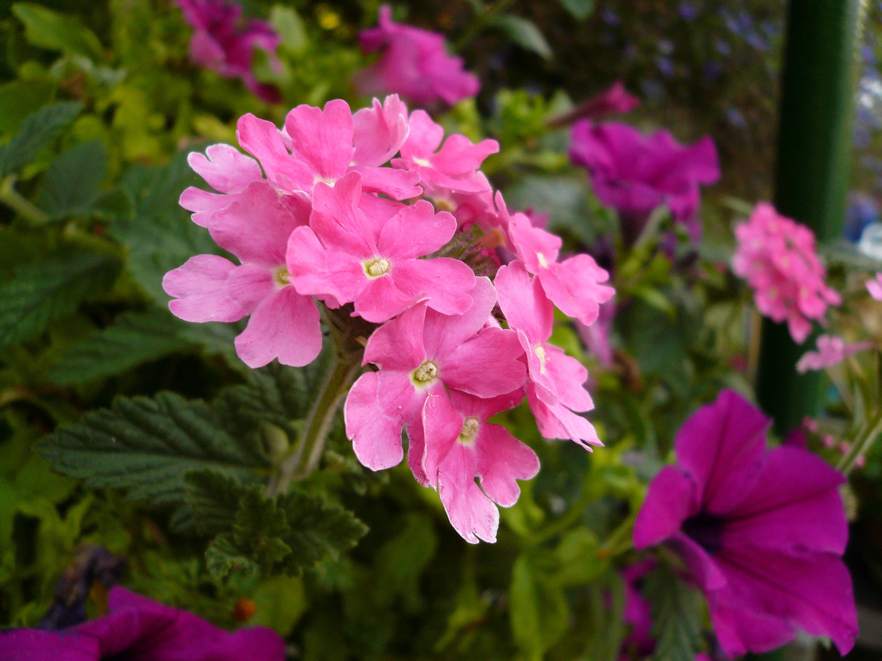 200 Pink & Purple MOSS VERBENA Verbena Tenuisecta Fragrant Hummingbird Flower Seeds - Image 2