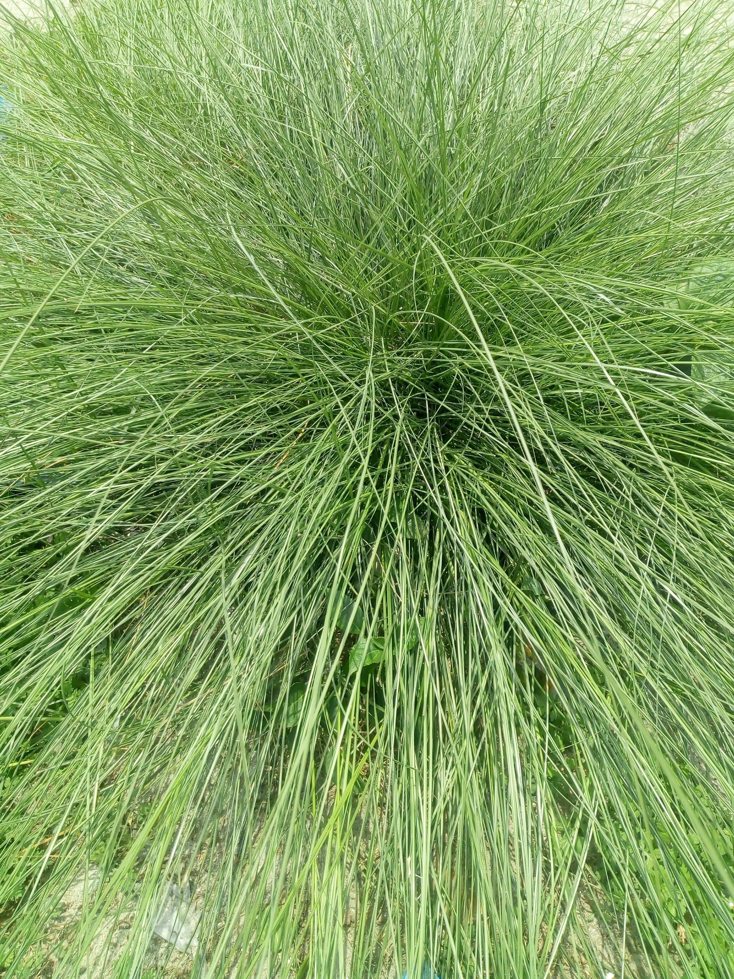 200 PRAIRIE DROPSEED Ornamental Native Grass Sporobolus Heterolepis Seeds - Image 10